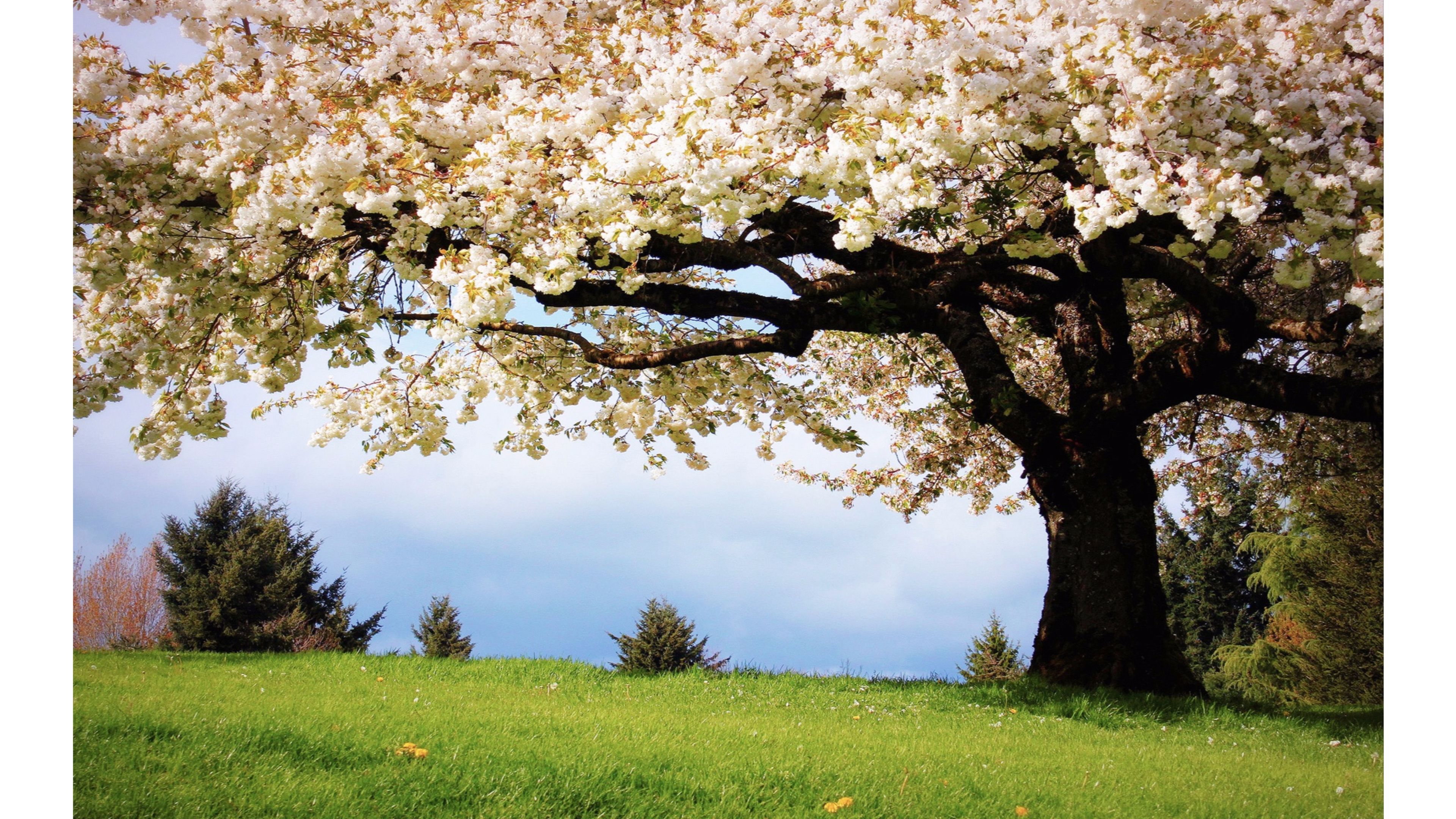 Spring in Japan Wallpapers  Top Free Spring in Japan Backgrounds   WallpaperAccess