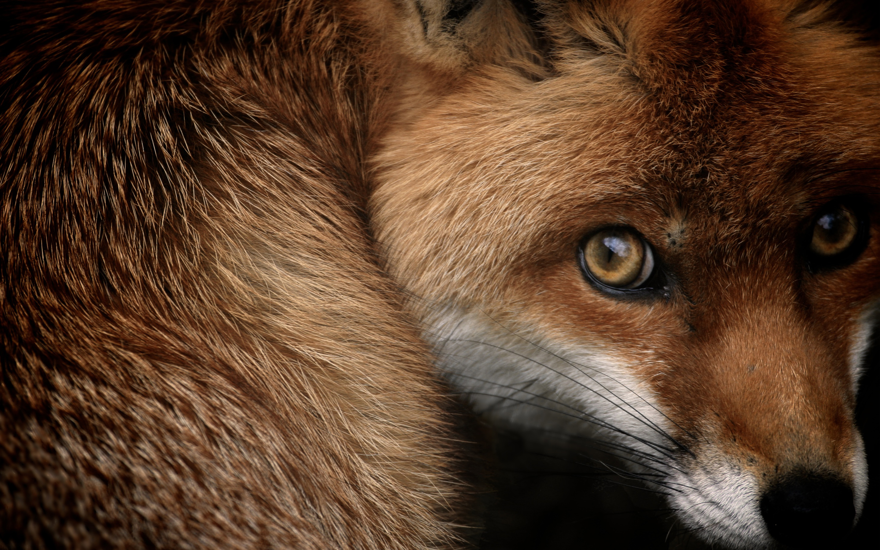 Red Fox HD wallpaper