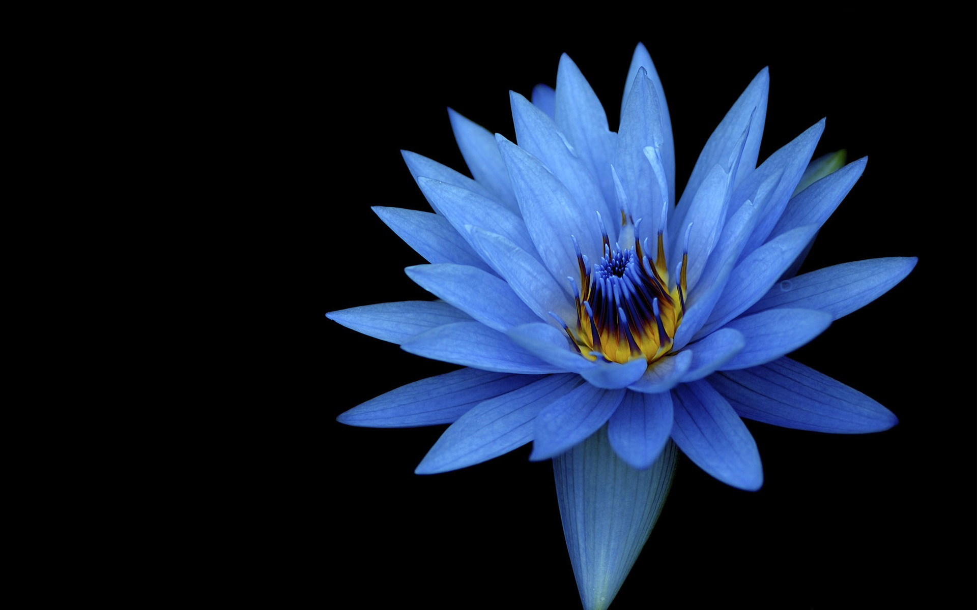 Sony Xperia Z Stock Blue Flower HD wallpaper