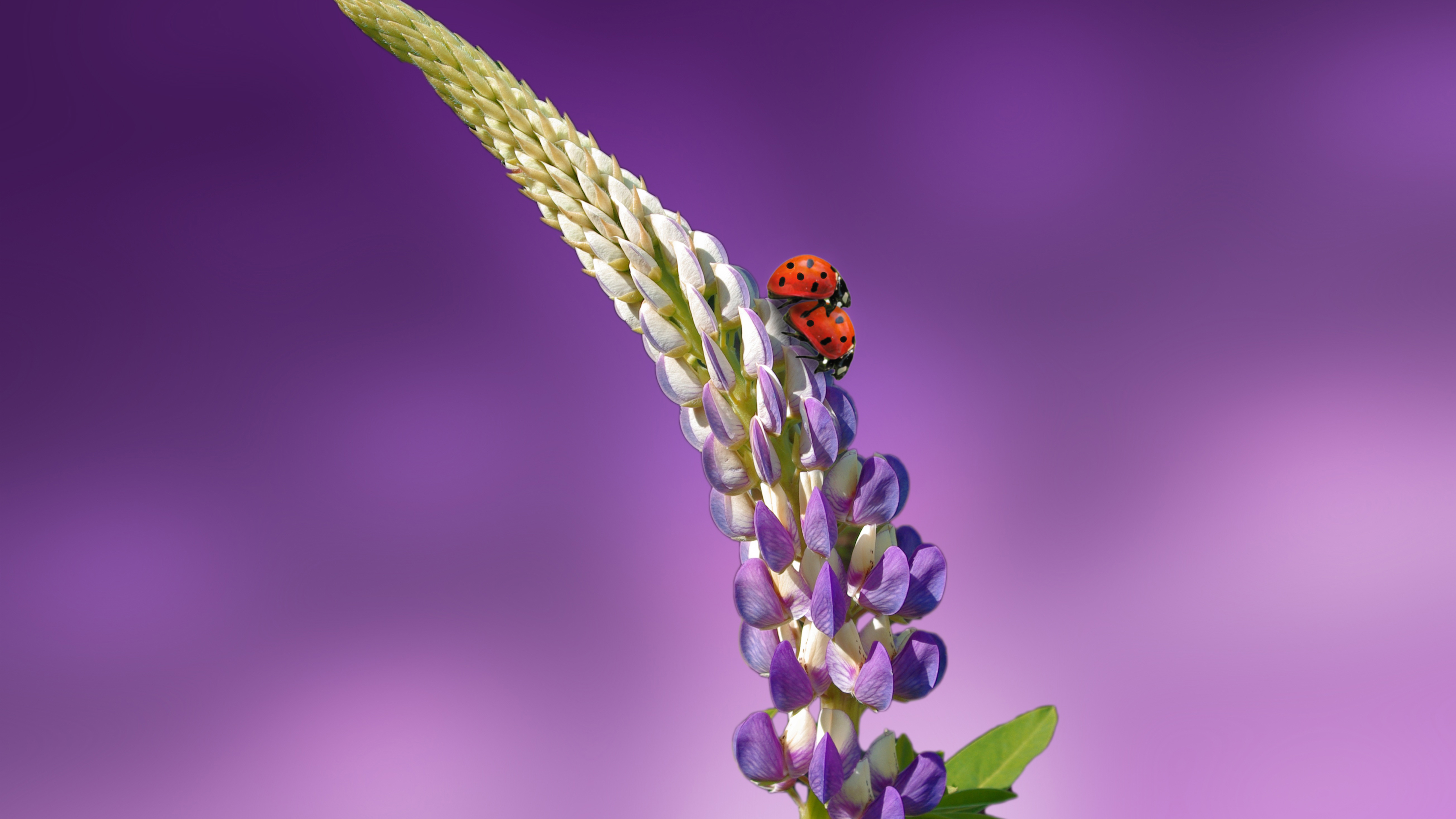 Lavender 4K wallpapers for your desktop or mobile screen free and easy to  download