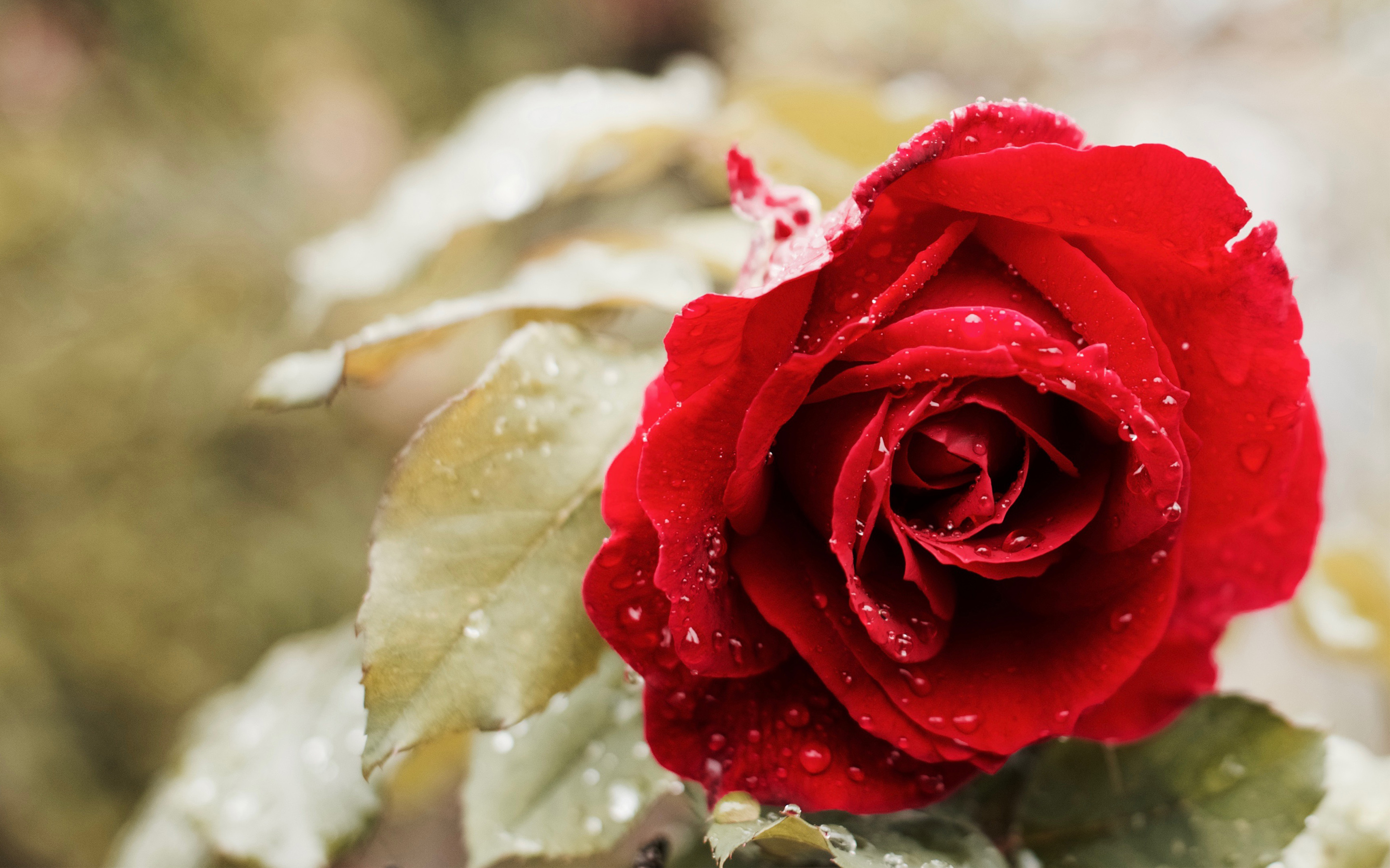 Red roses 1080P, 2K, 4K, 5K HD wallpapers free download | Wallpaper Flare