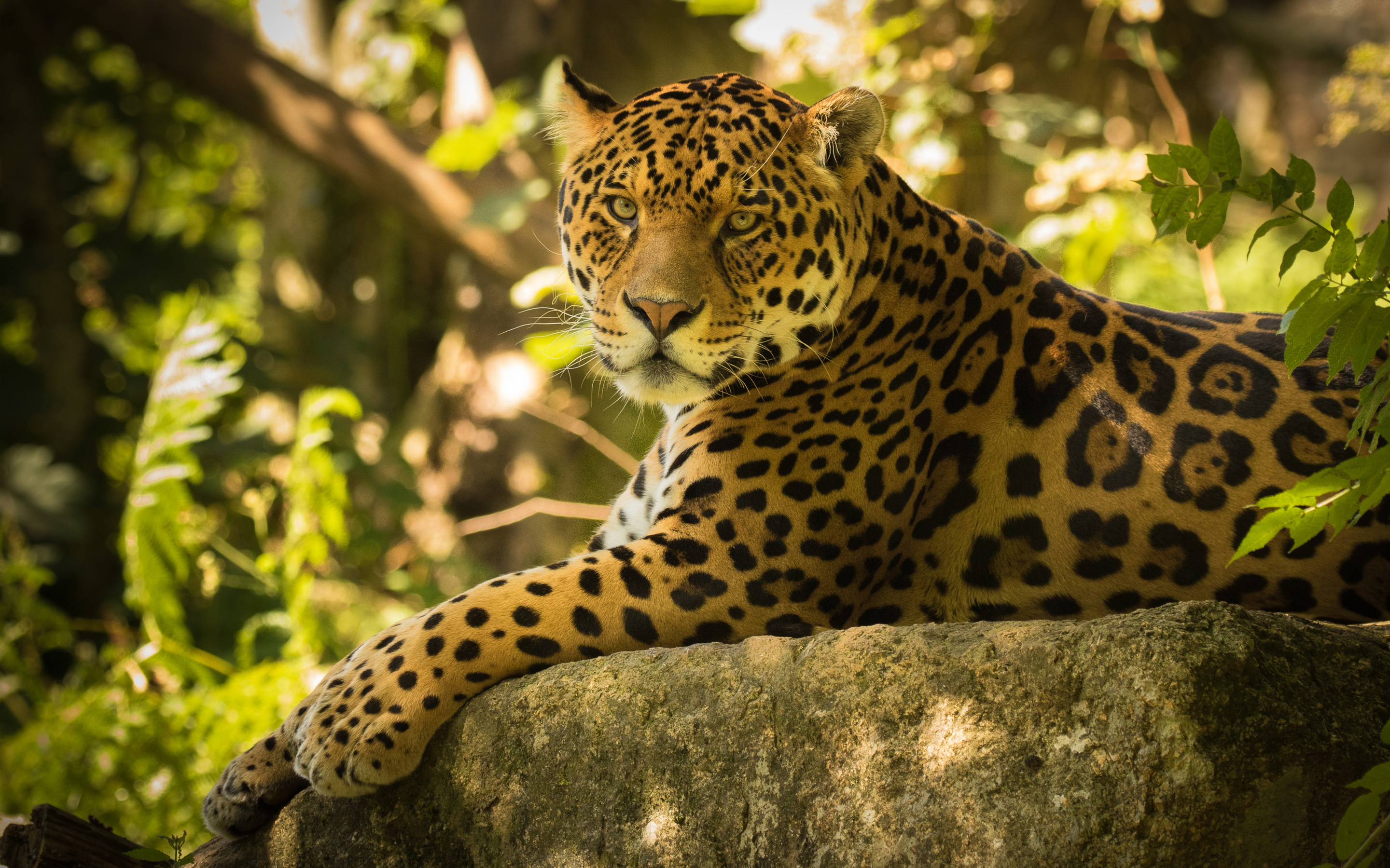 chincha-the-jaguar-wallpaper.jpg
