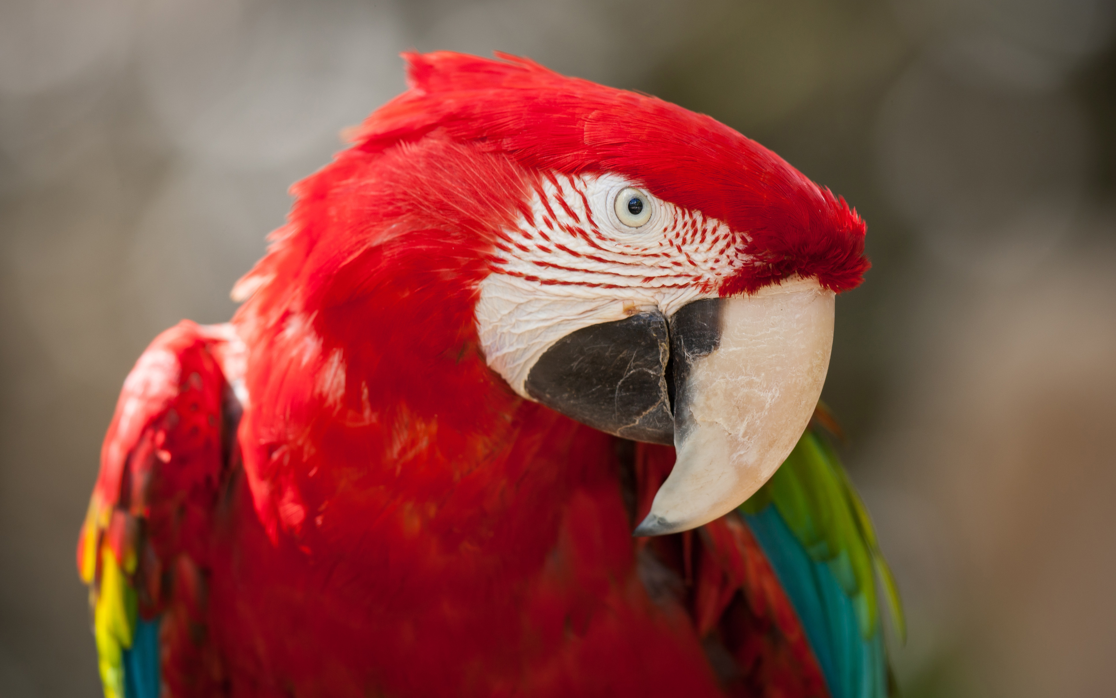Macaw 4K wallpapers for your desktop or mobile screen free and easy to  download