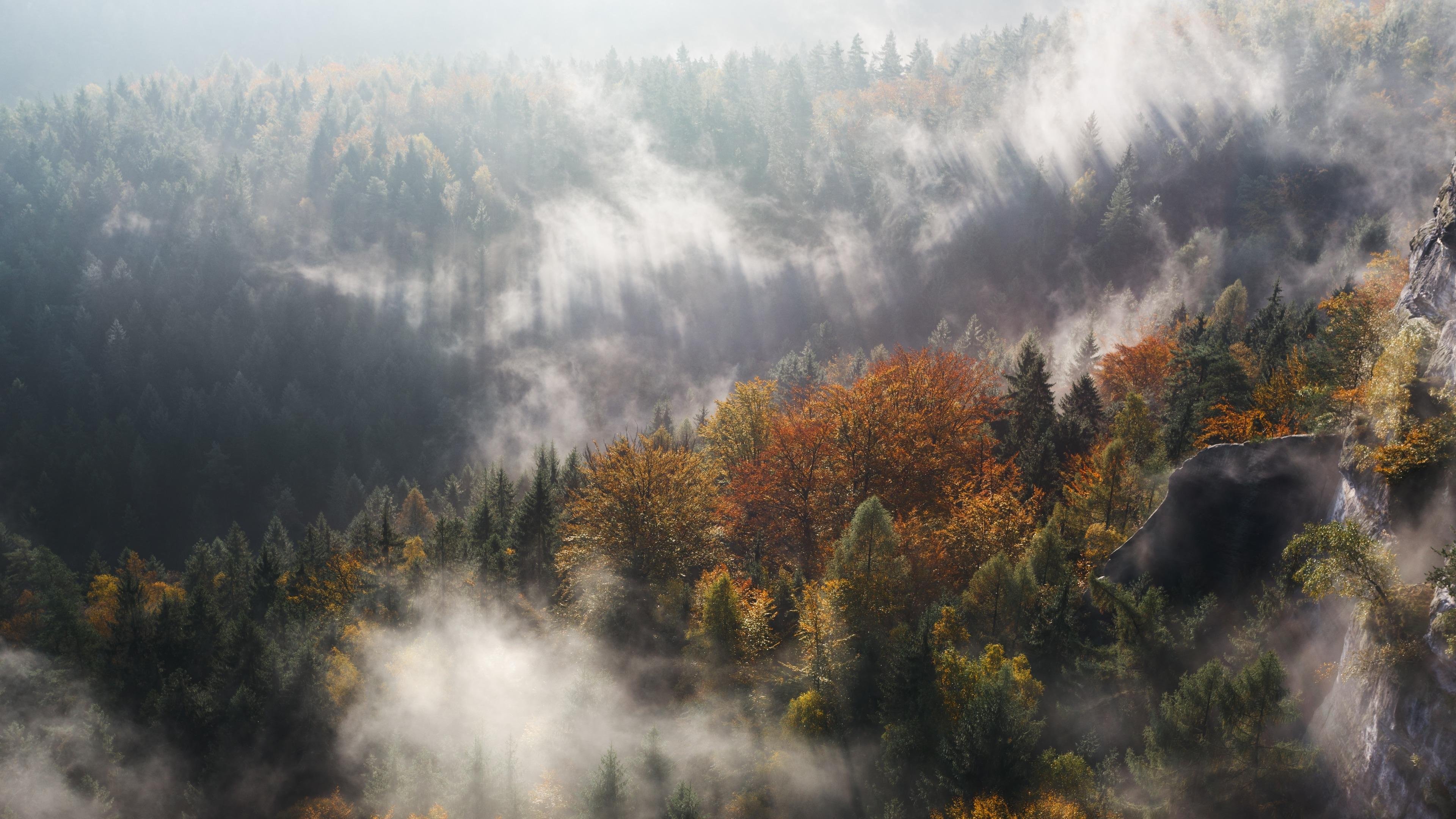 Autumn Forest in Fog 4K wallpaper