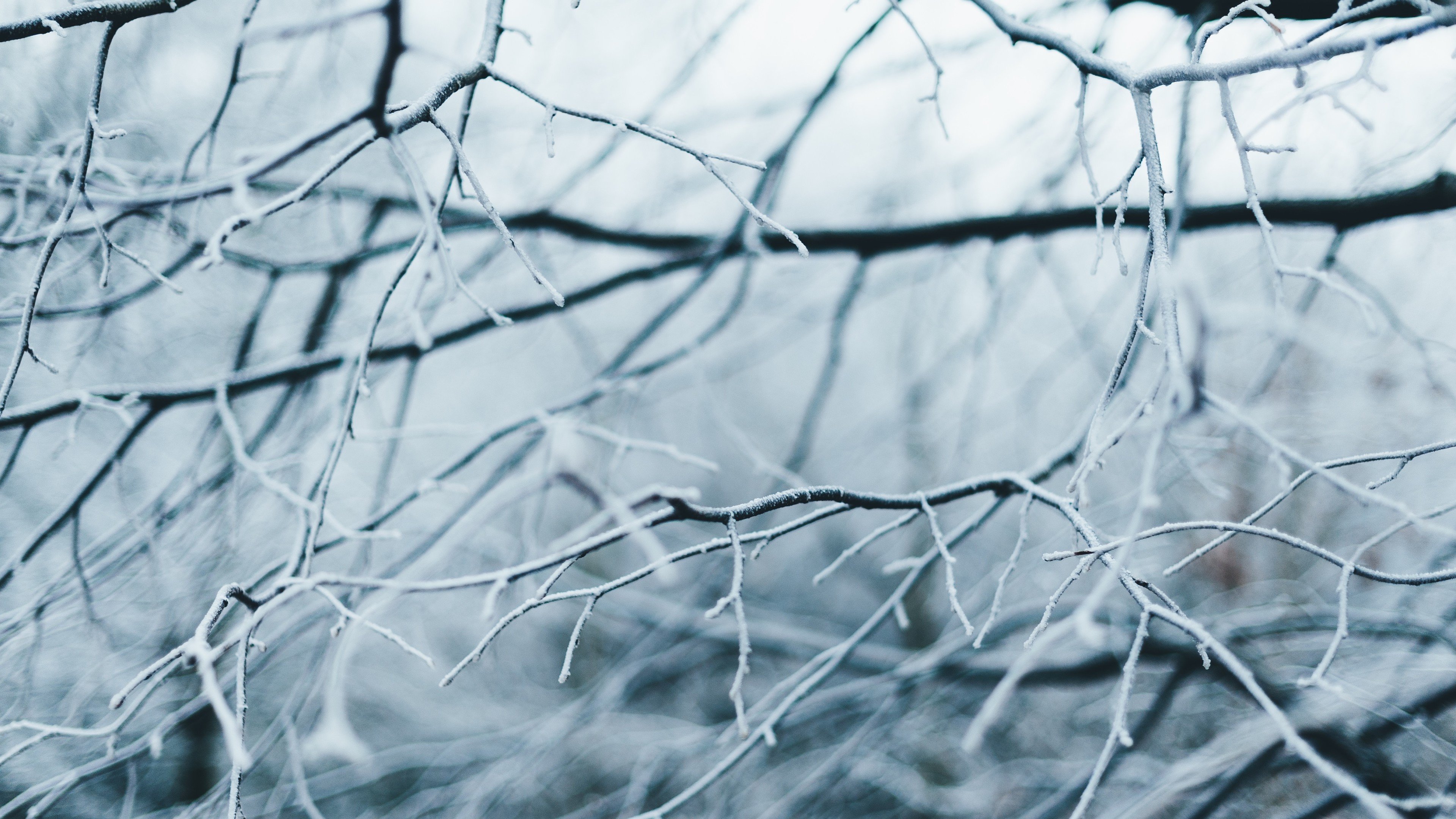 Branches of Trees Covered With Frost 4K wallpaper
