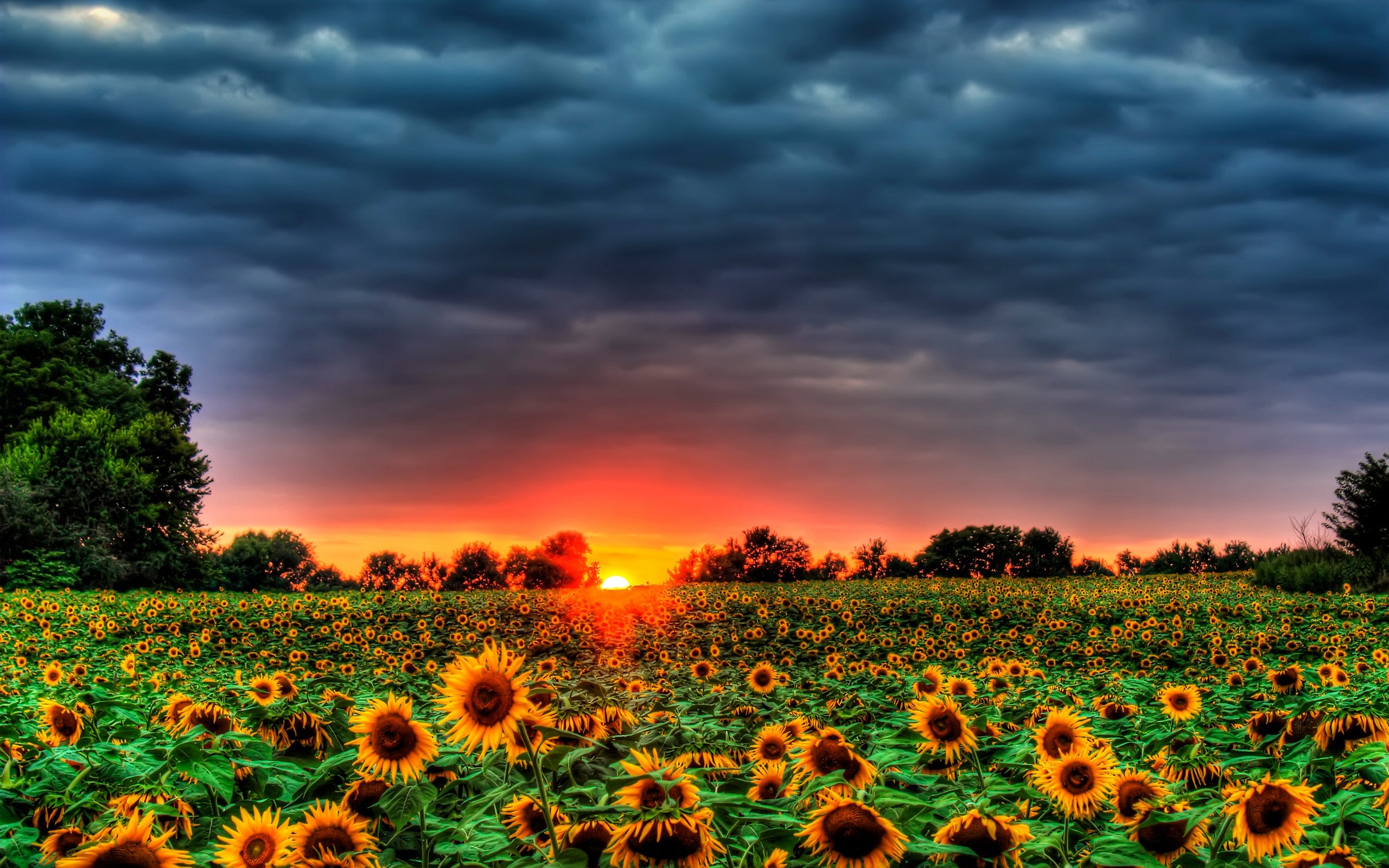 Wallpaper Aesthetic Sunflower Field Sunflowers Aesthetics Cloud Flower  Background  Download Free Image