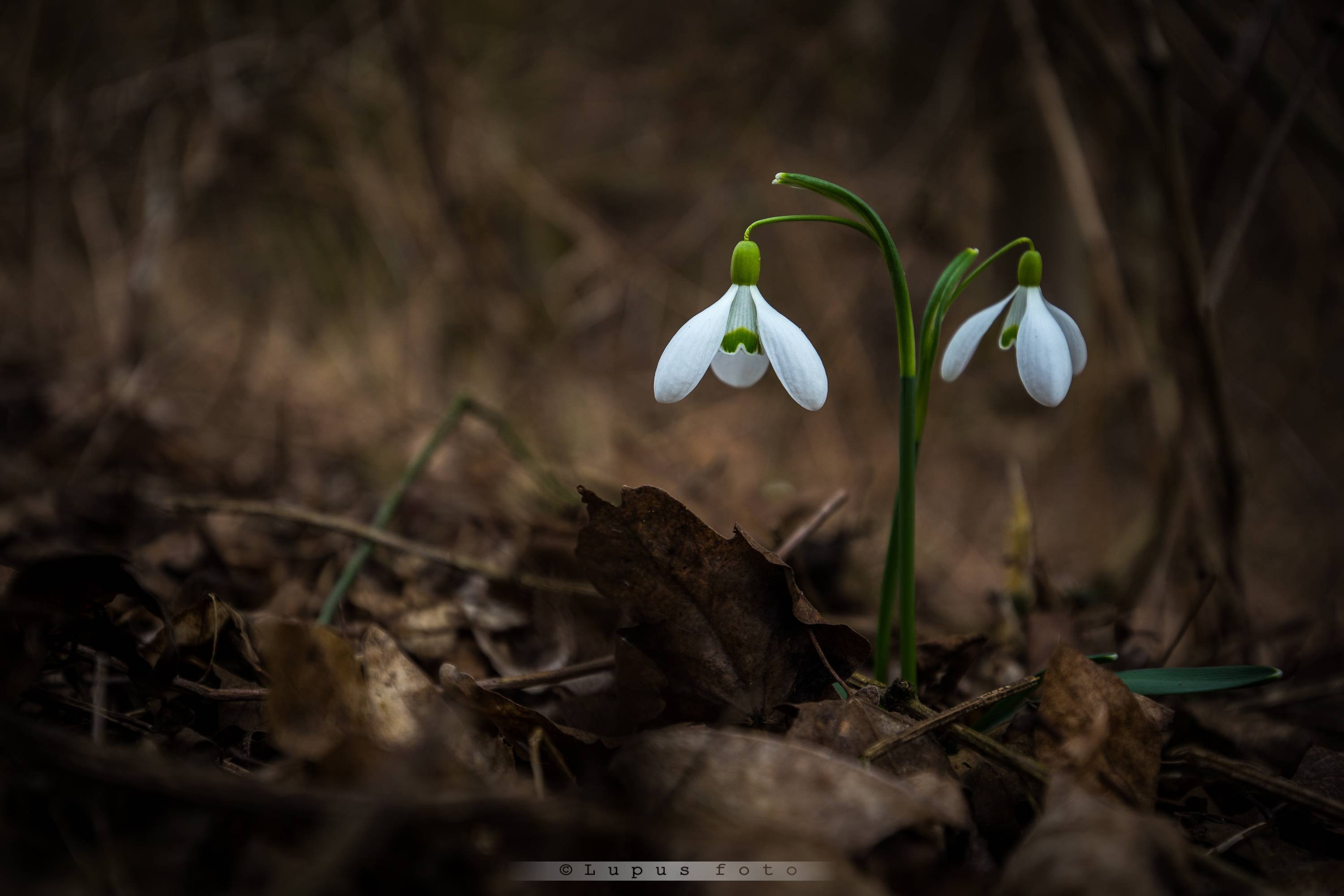 Wallpaper Snowdrop flowers darkness 2560x1600 HD Picture Image