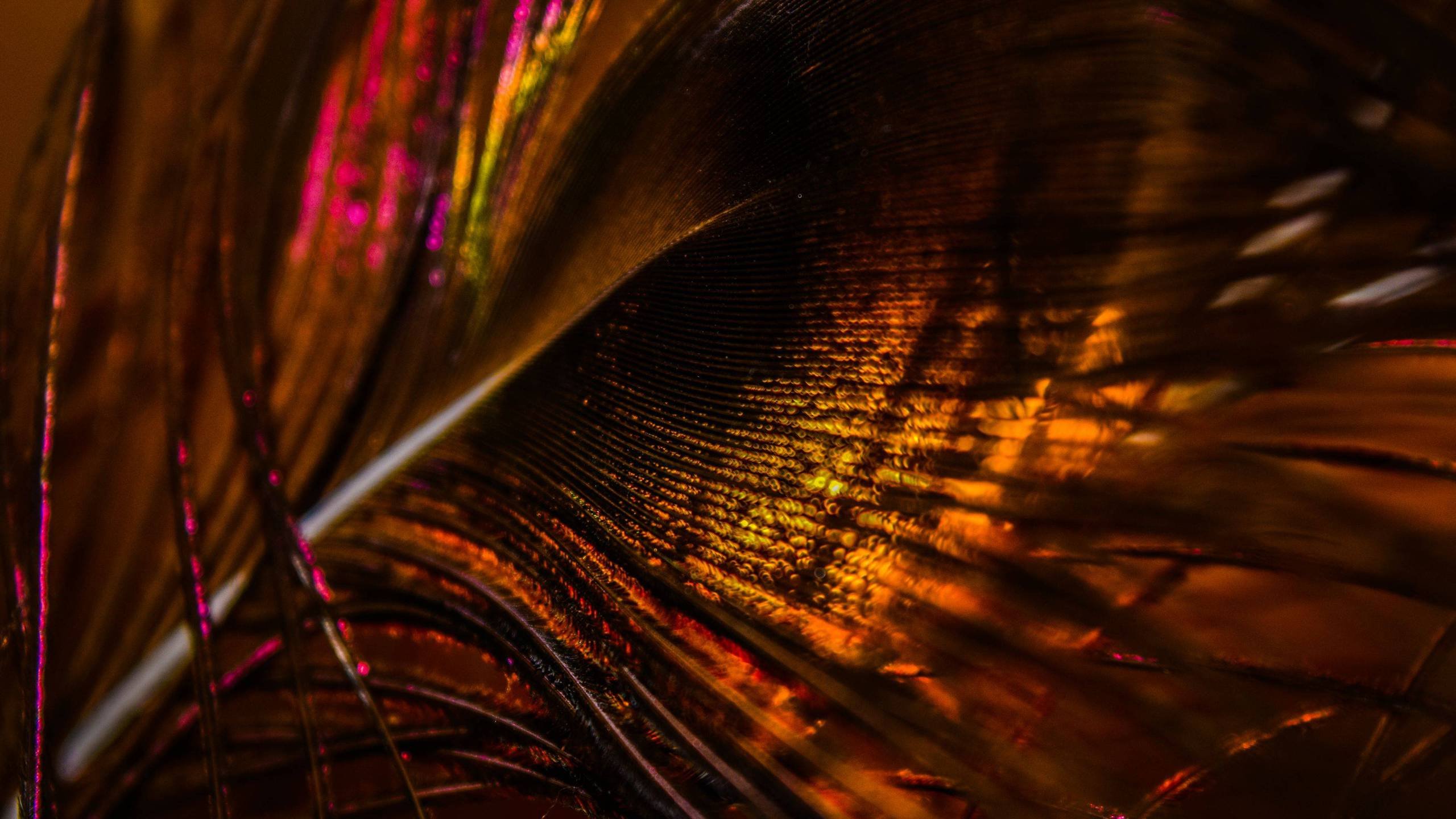 Feather 4K wallpapers for your desktop or mobile screen free and easy to  download