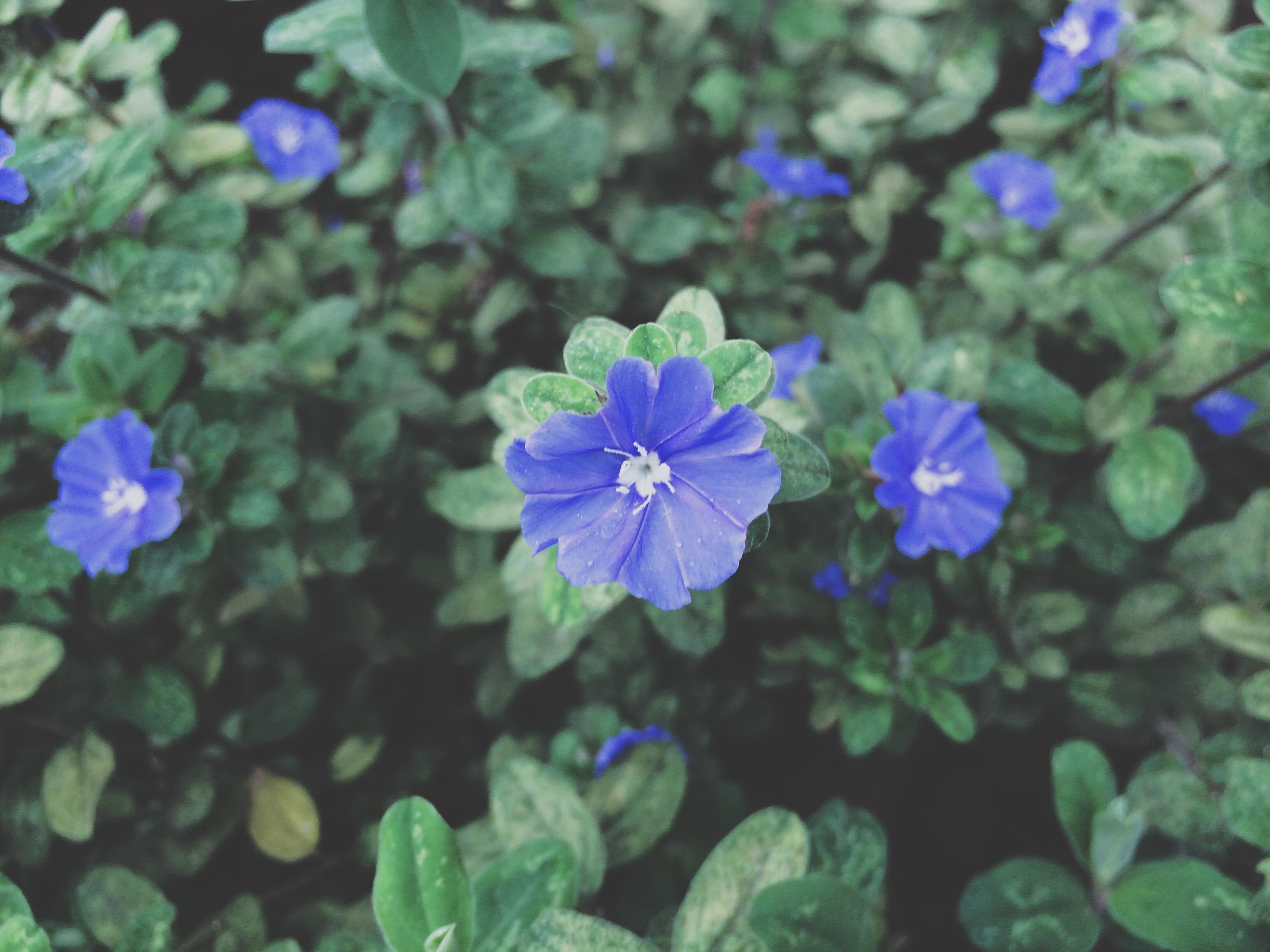 Blue Flowers HD wallpaper