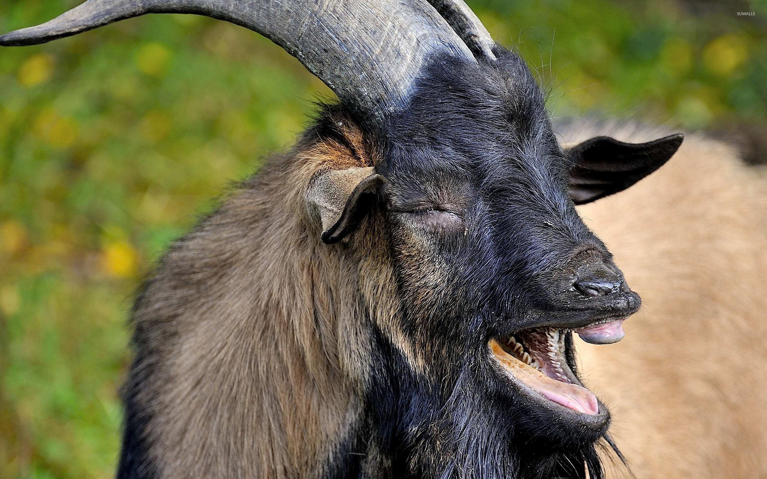 Wallpaper summer nature goats images for desktop section животные   download