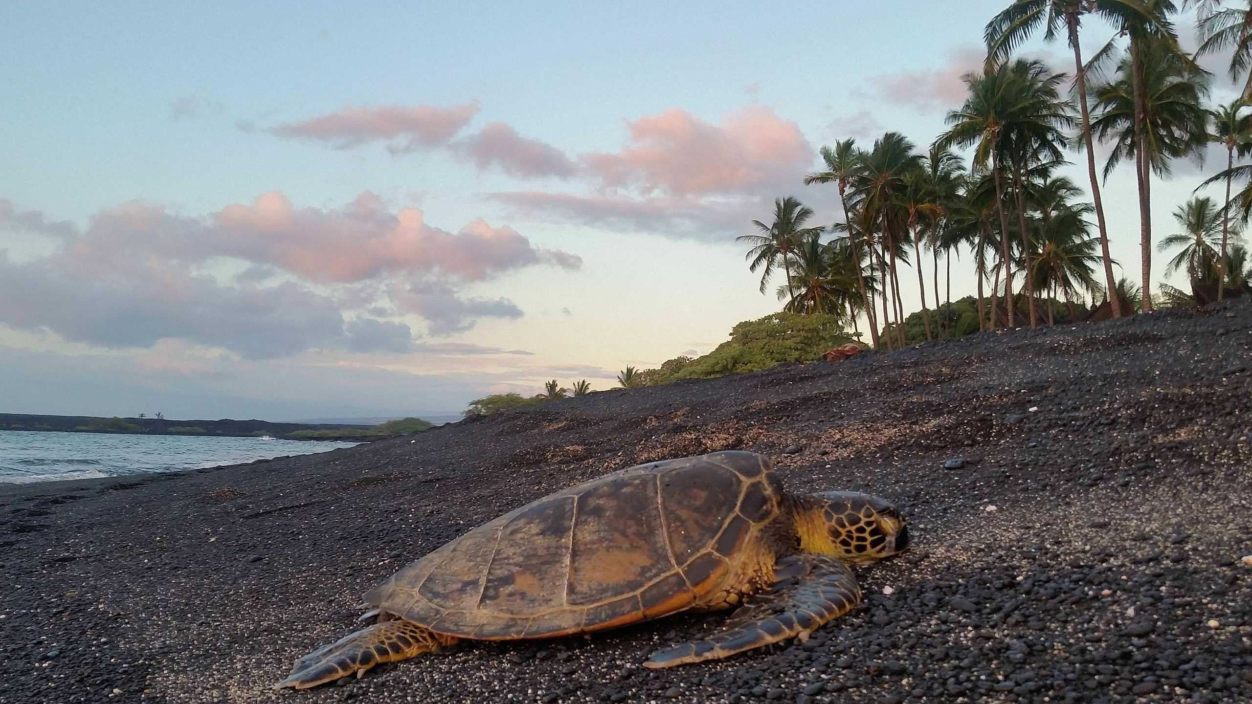 One of Countless Turtles Seen on My Walk Down Kiholo Bay Last Night. Big  Island Hawaii HD wallpaper