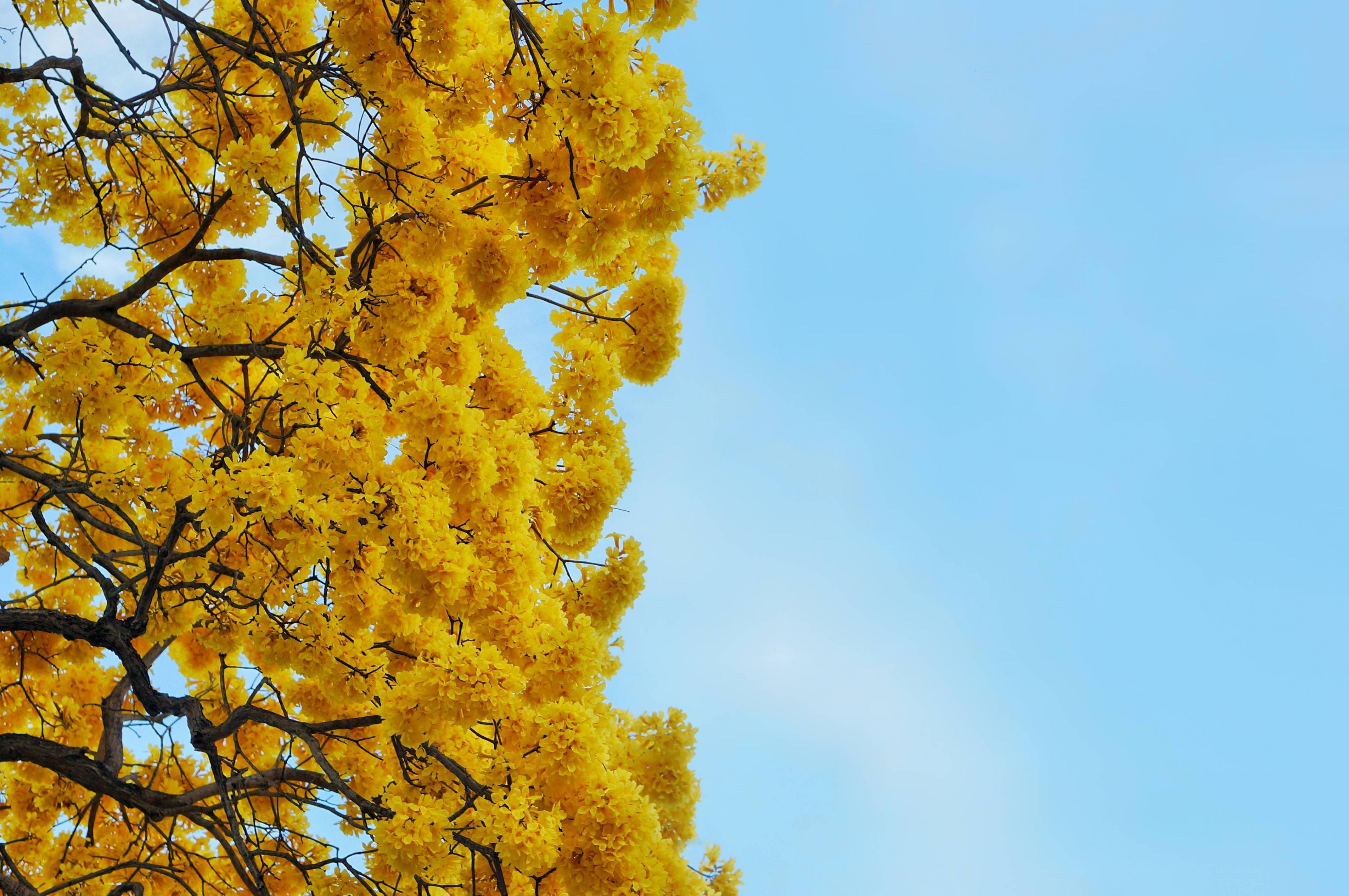 A Yellow Tree That Only Blooms in the Spring HD wallpaper