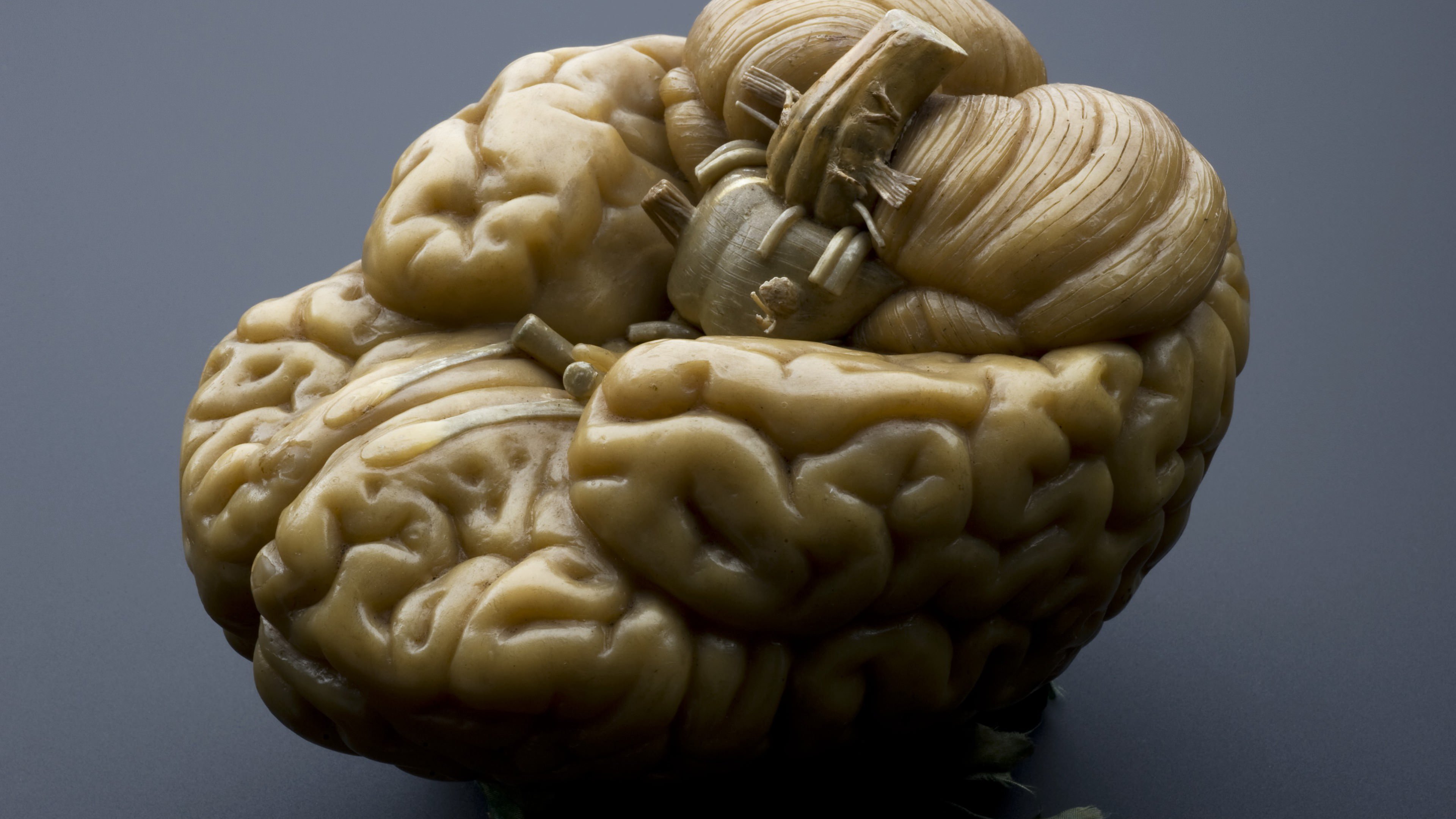 human brain wallpaper