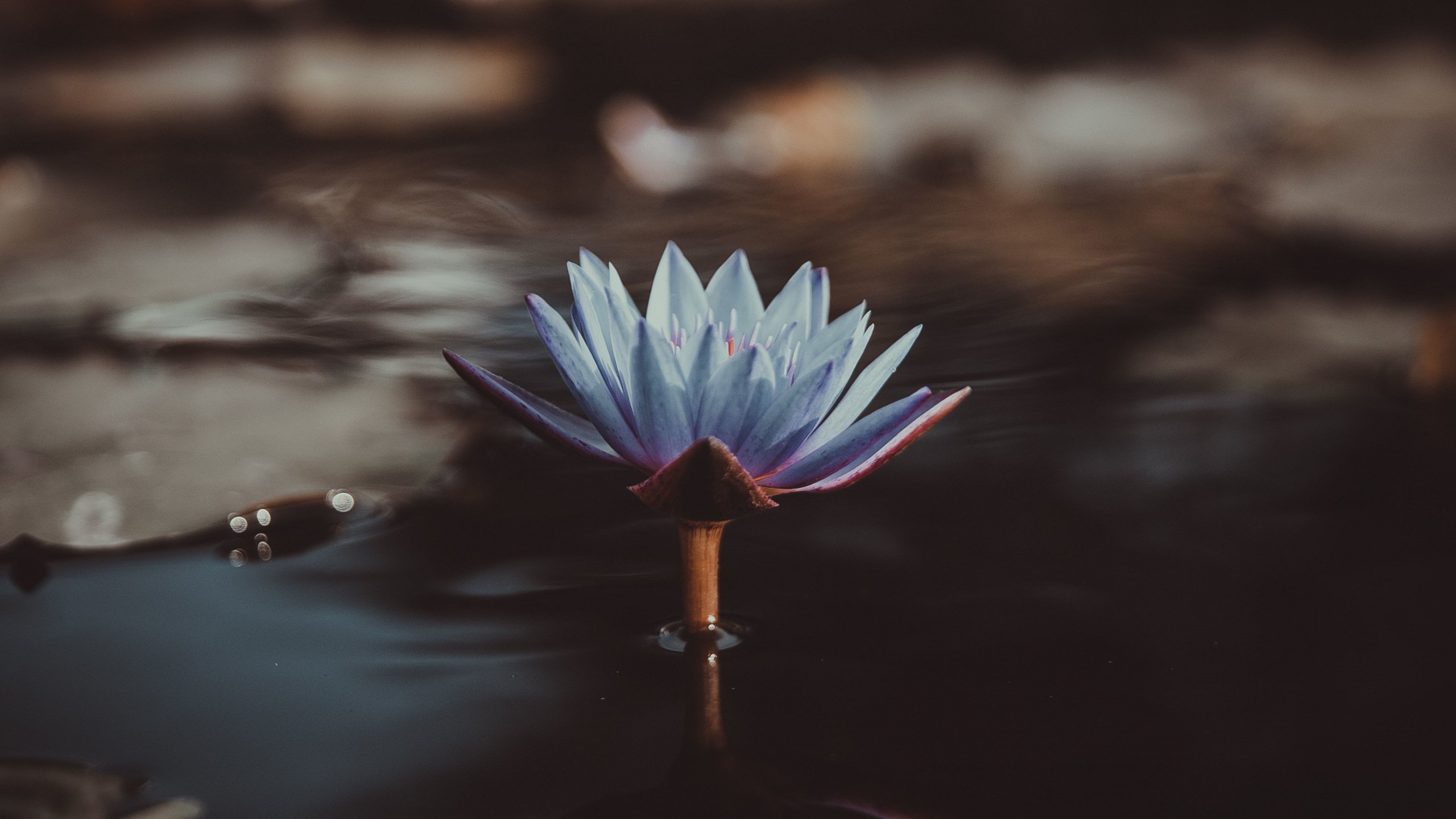 Water Lily Wallpapers  Top Free Water Lily Backgrounds  WallpaperAccess