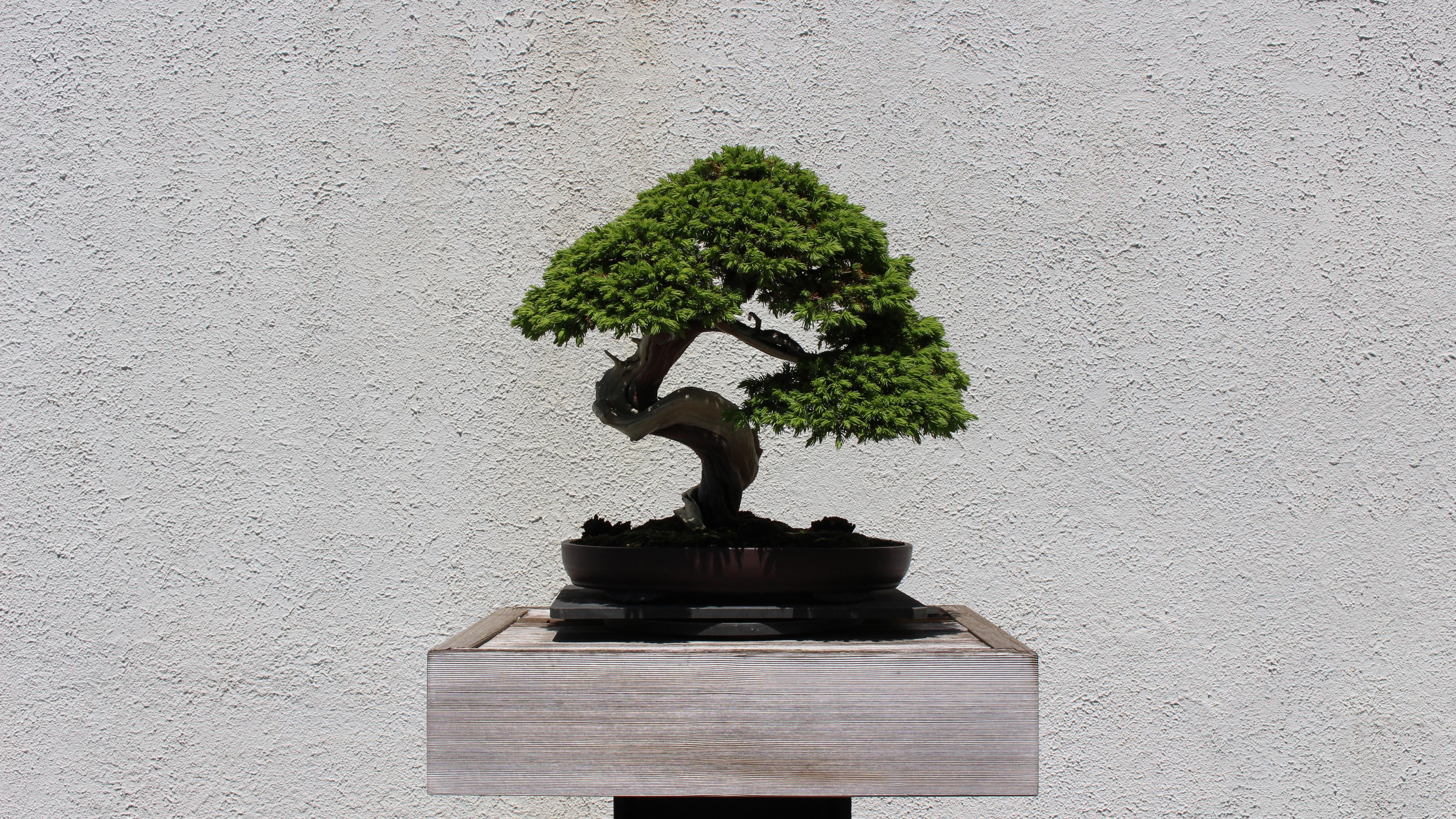 Bonsai 4K wallpapers for your desktop or mobile screen free and easy to  download