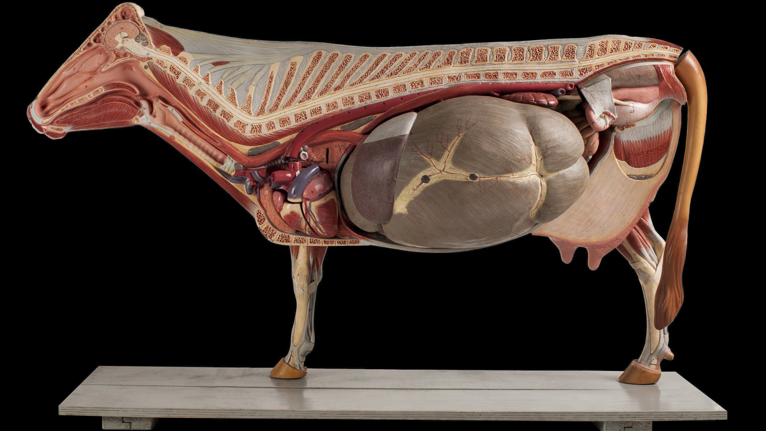 Anatomical Model of a Cow HD wallpaper