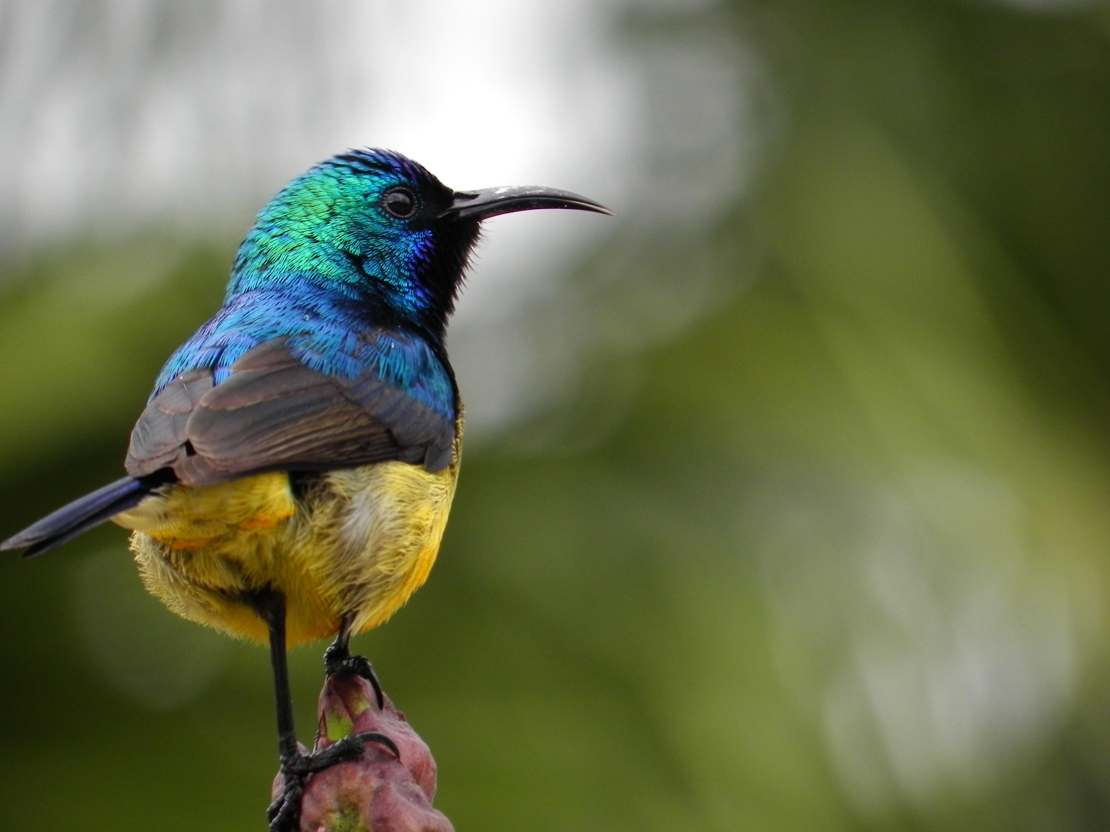Sunbird Pictures  Download Free Images on Unsplash