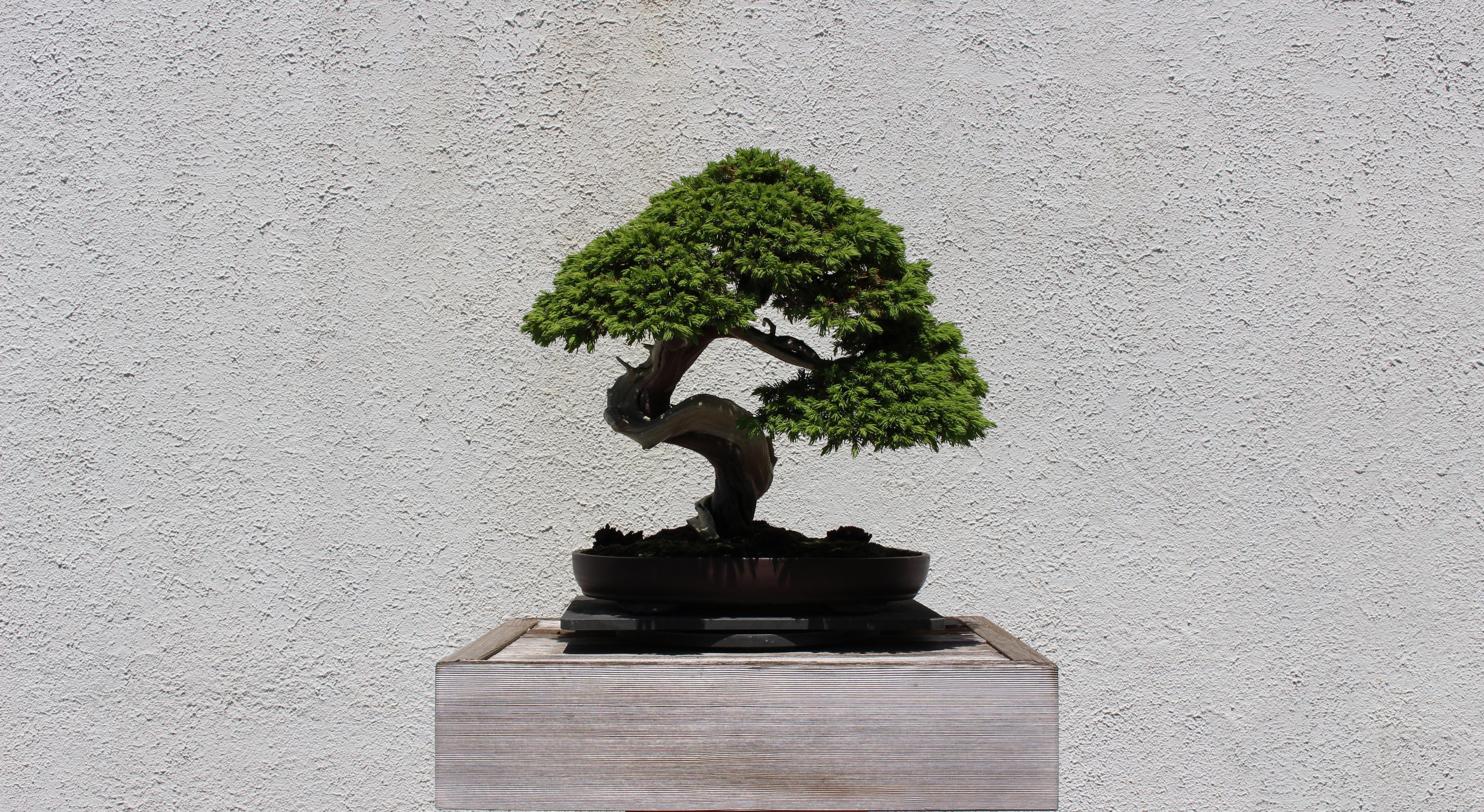 Bonsai tree japanese garden 1080P, 2K, 4K, 5K HD wallpapers free download |  Wallpaper Flare