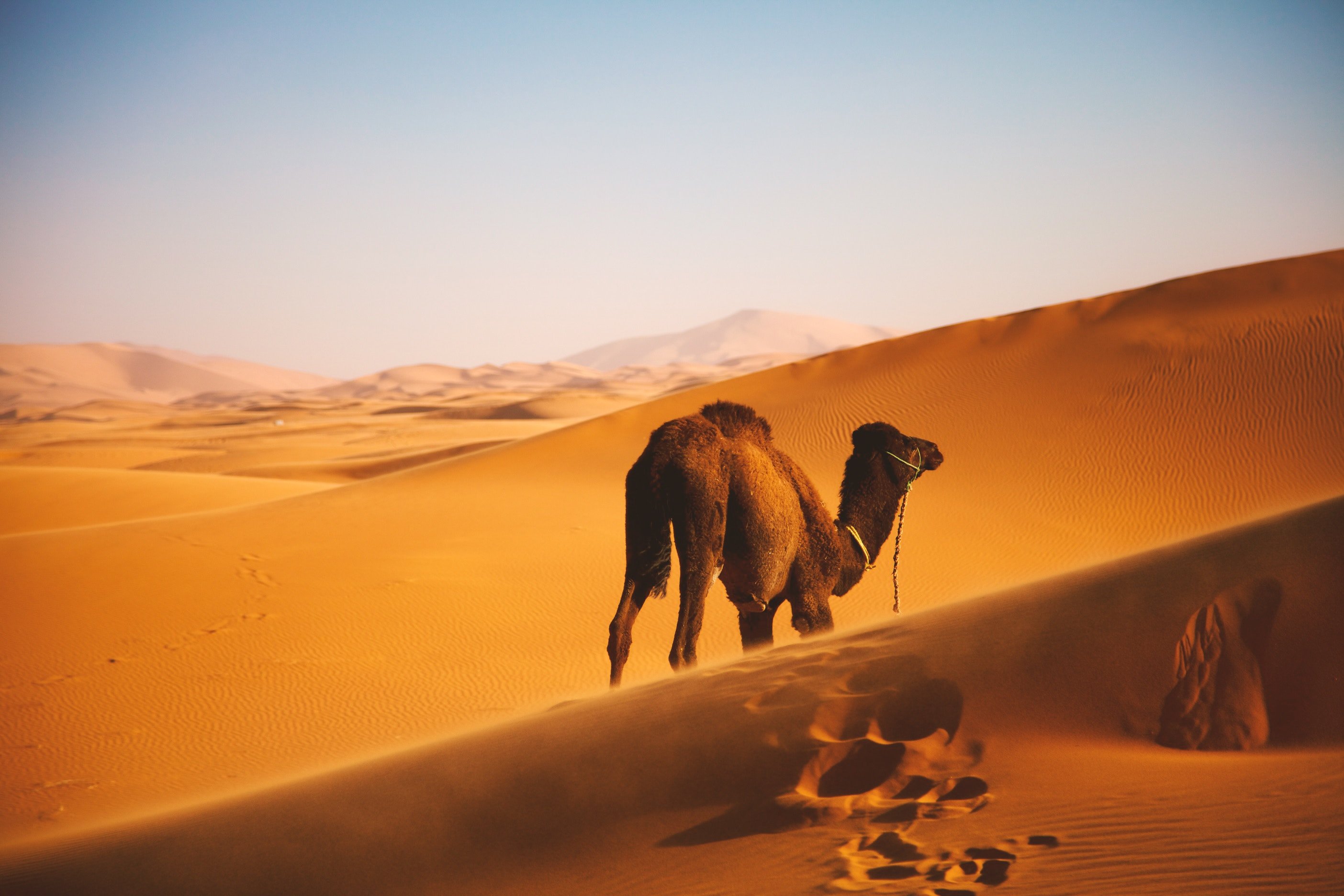 100+ Camel Images [HD] | Download Free Pictures On Unsplash