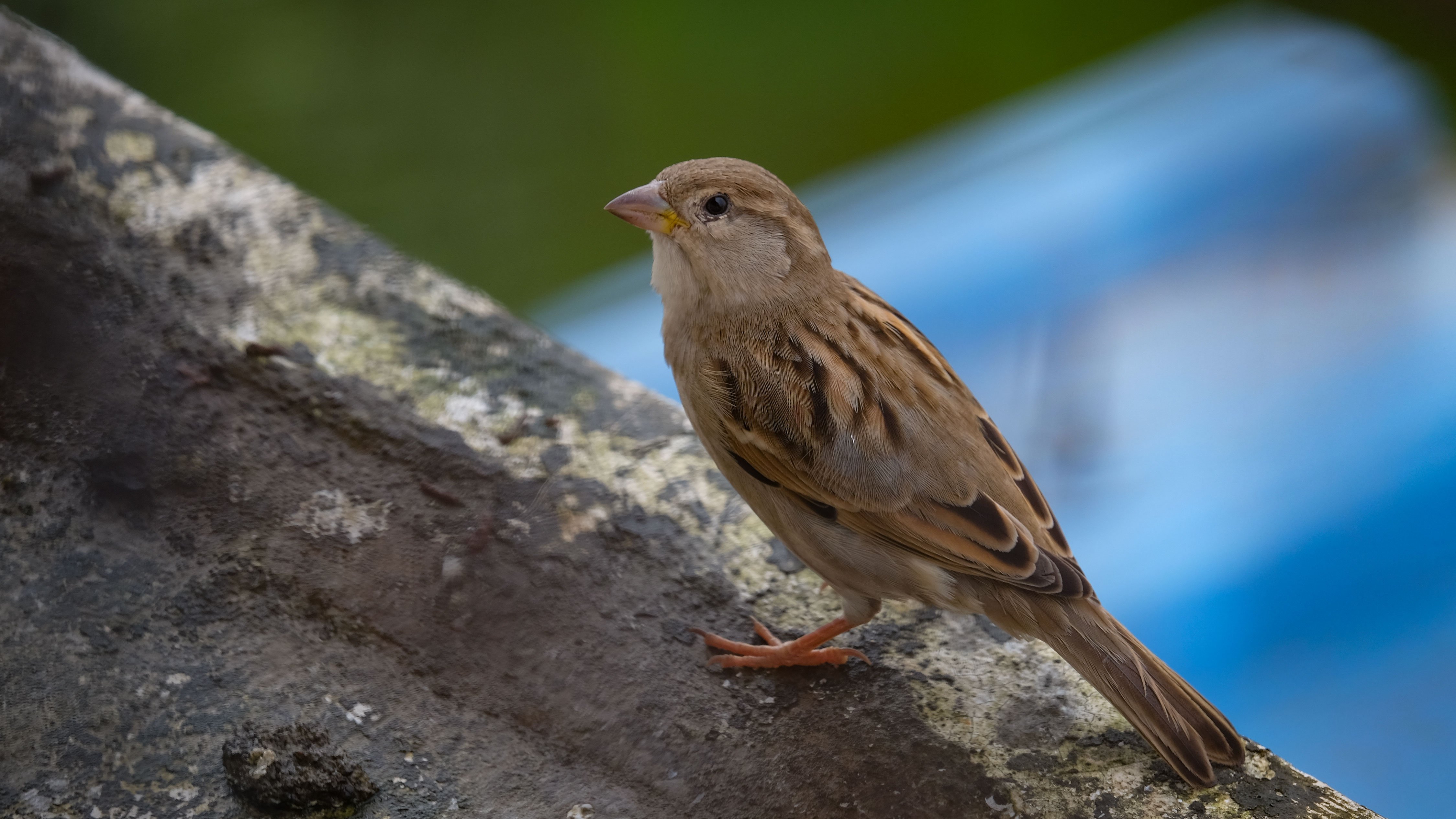 Sparrow Bird Wallpapers  Top Free Sparrow Bird Backgrounds   WallpaperAccess