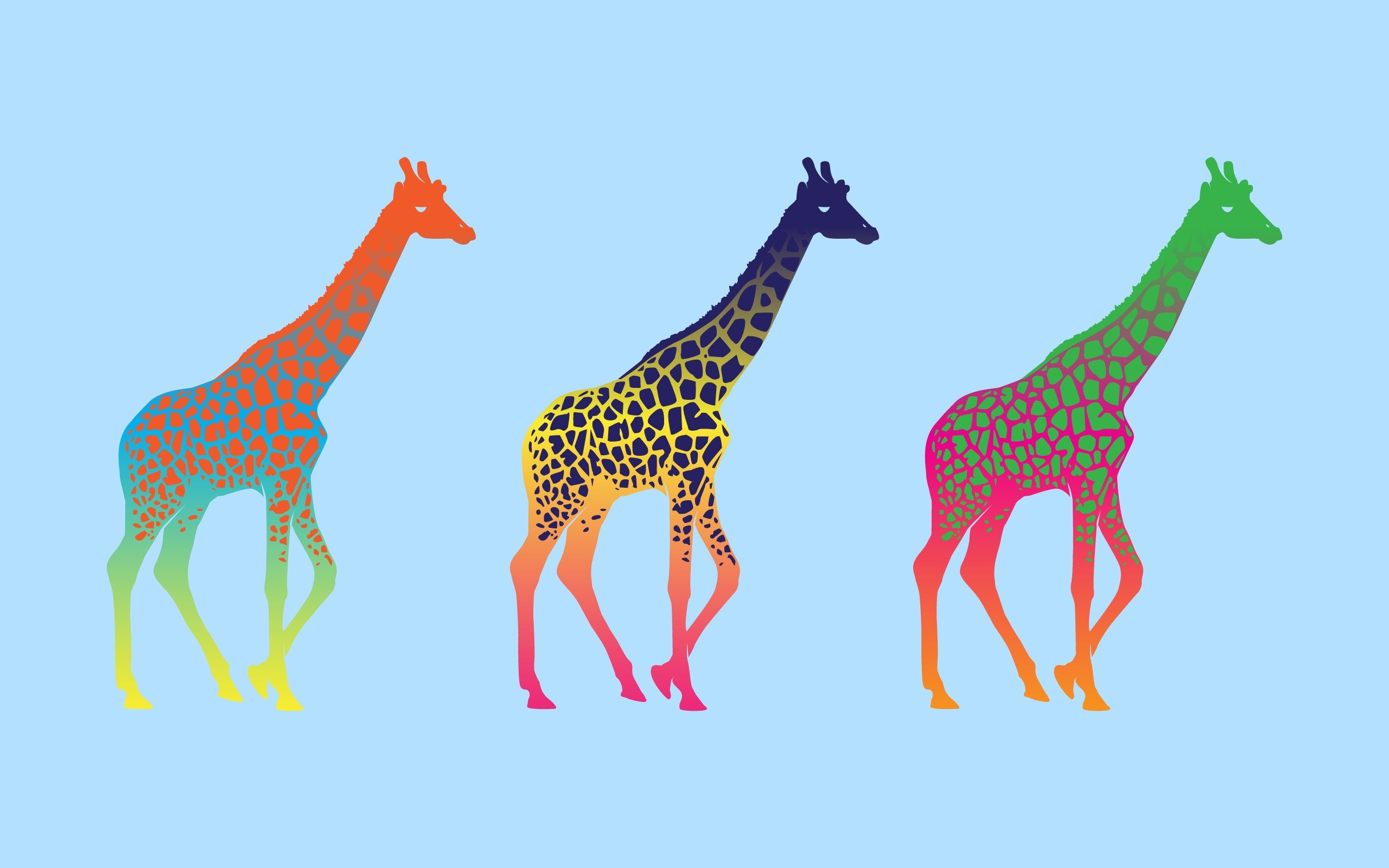 Giraffe summer HD wallpapers  Pxfuel