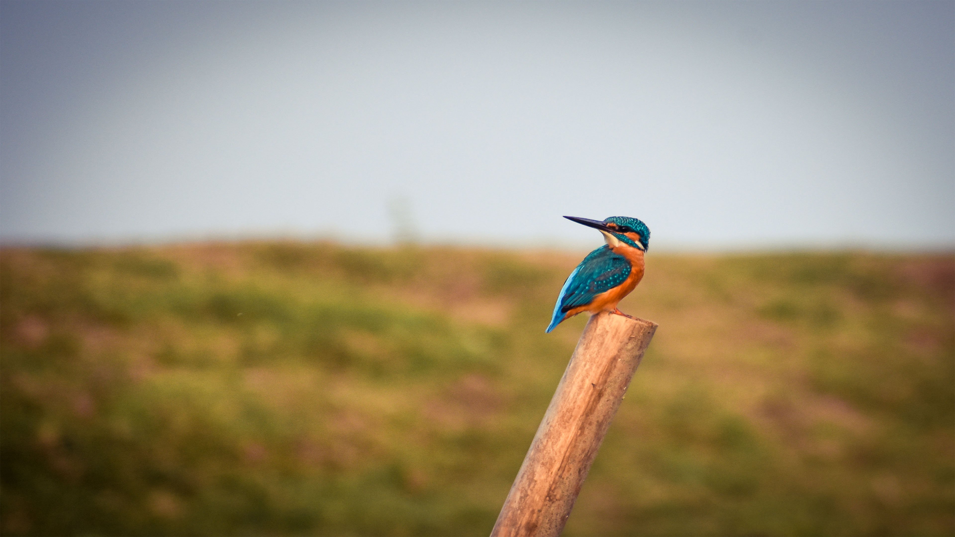 Kingfisher 4K wallpapers for your desktop or mobile screen free and easy to  download