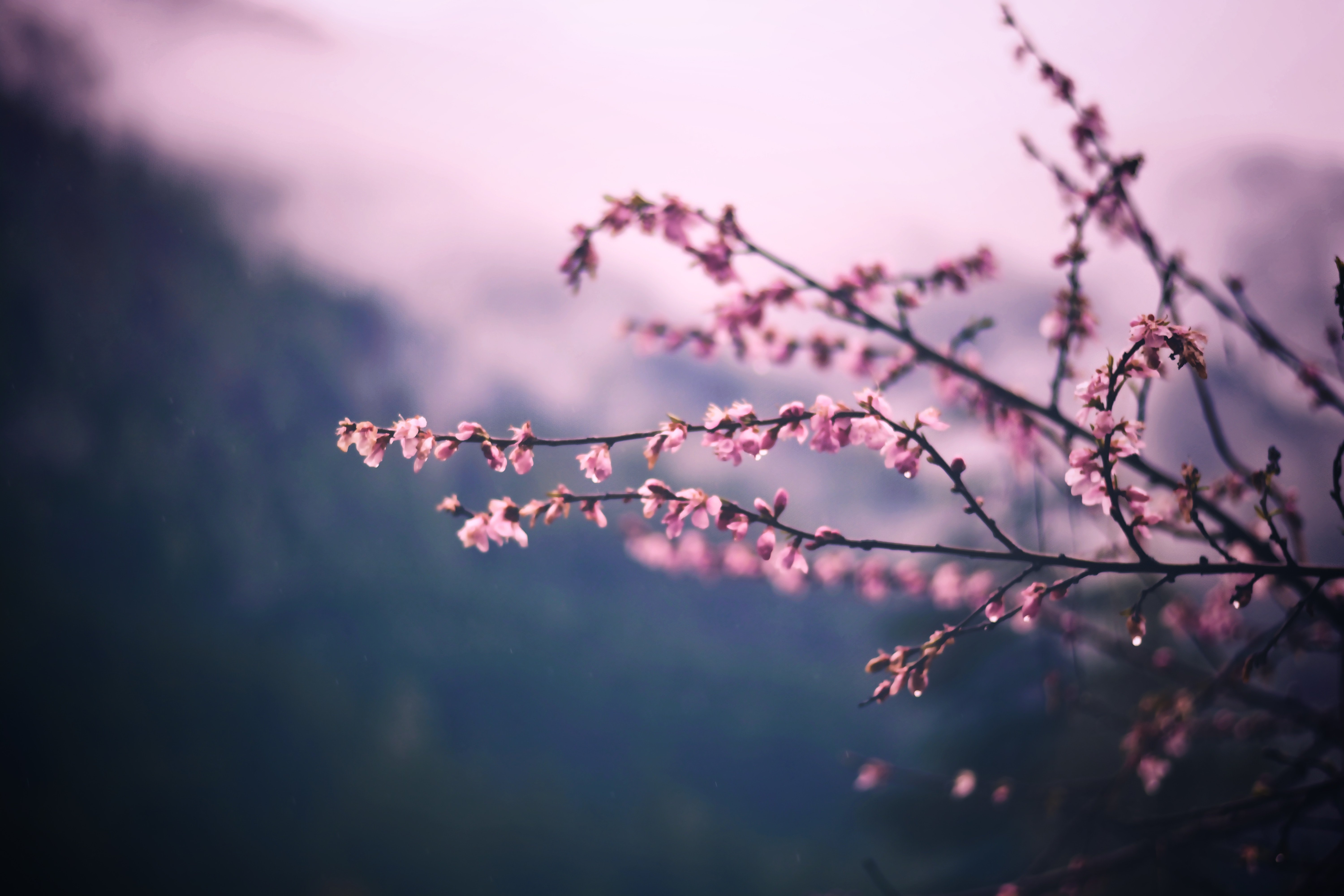 Cherry 4K wallpapers for your desktop or mobile screen free and easy to download