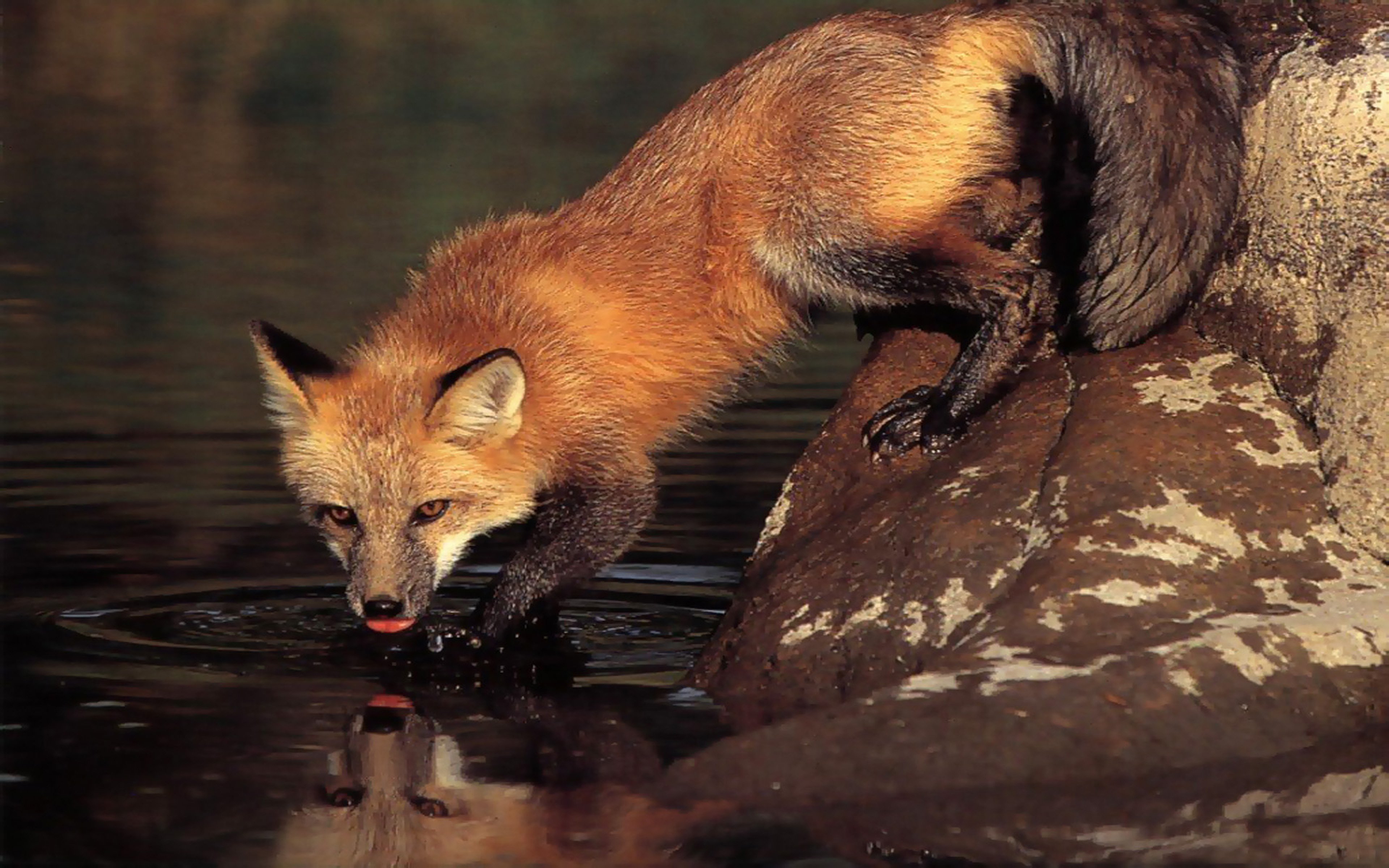 Fox 1 6. Лиса Дальневосточная. Обыкновенная лисица. Лиса крадется. Лиса пьет воду.