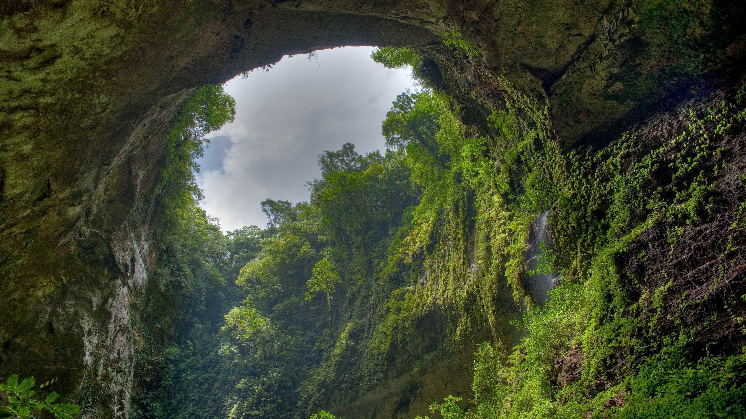 Rainforest Ultra HD Wallpapers  Wallpaper Cave