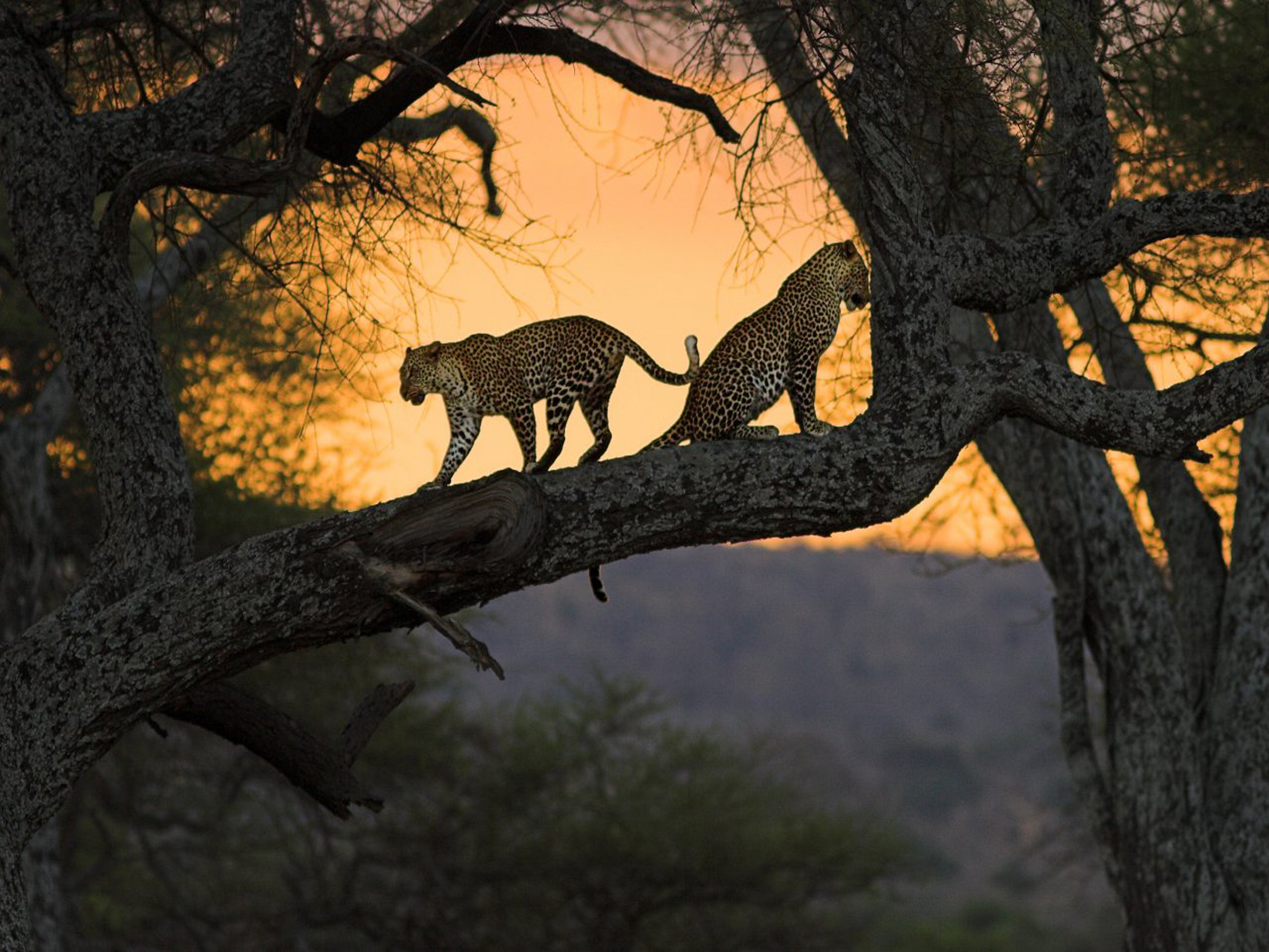 After Sunset in The Forest Two Leopards in a Tree in Tarangire N.P ...