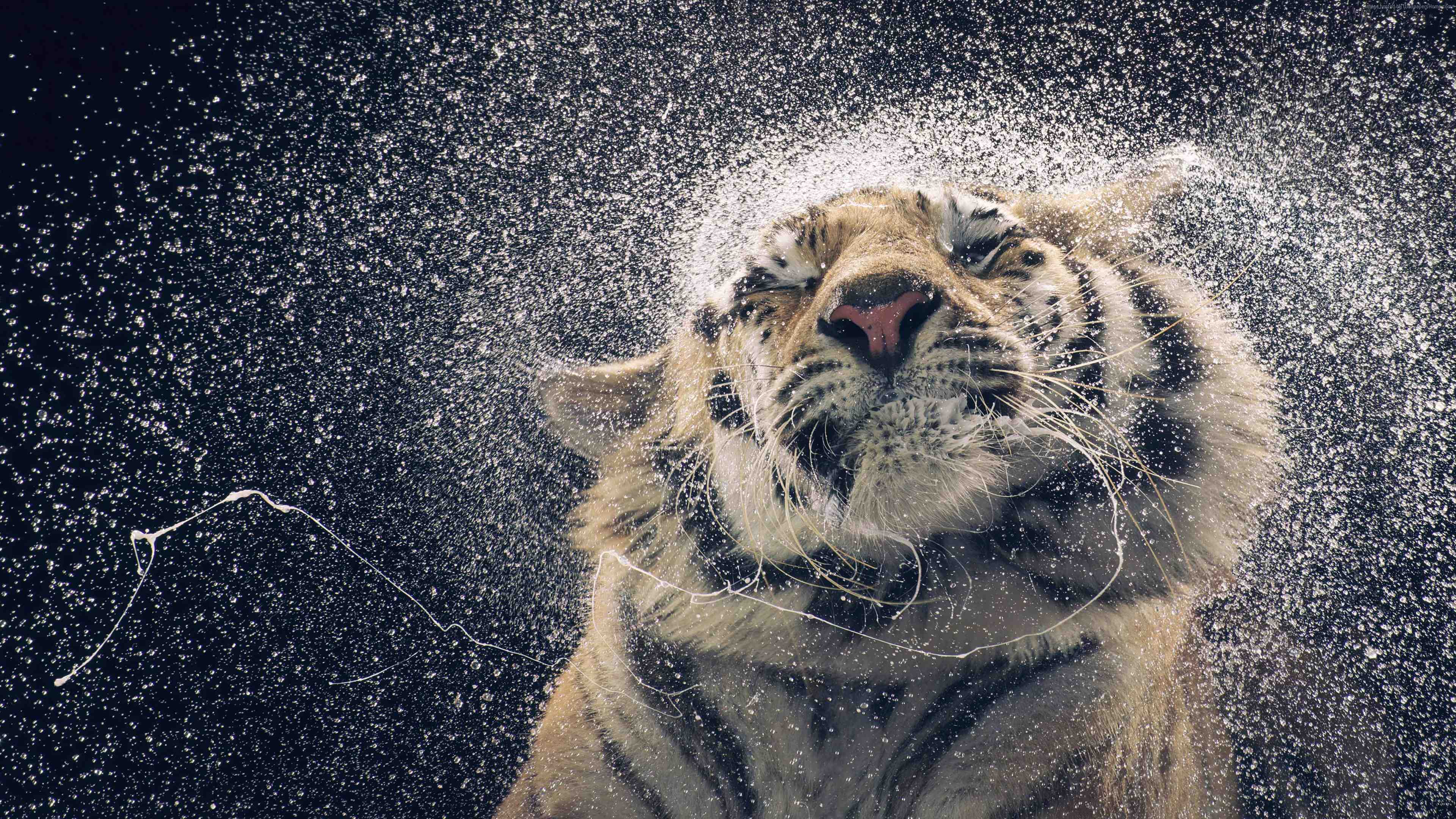 Hình nền Tiger 4K sẽ khiến bạn bị cám dỗ với vẻ đẹp hoang dã và mạnh mẽ của loài hổ. Hãy cùng thưởng ngoạn con vật hung dữ này với hình ảnh siêu sắc nét của độ phân giải 4K.