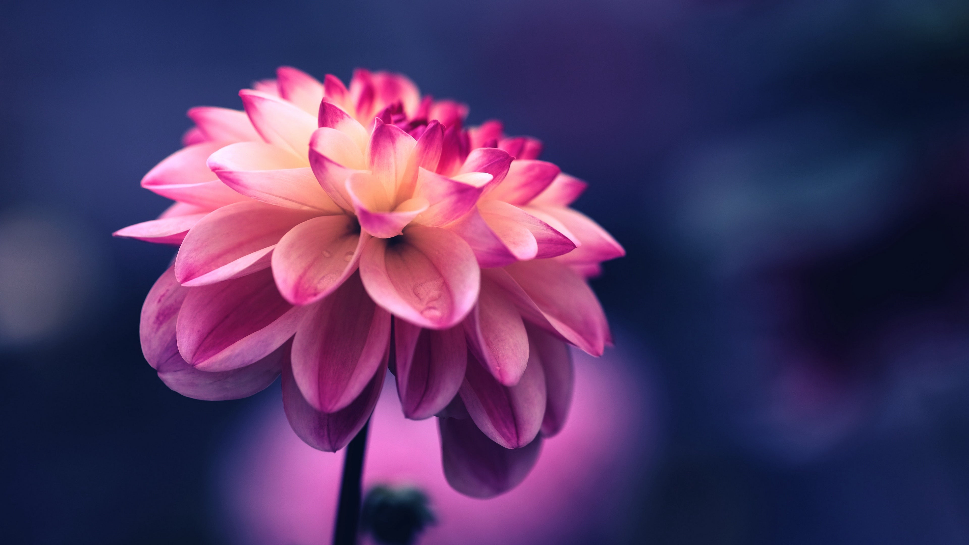 Page 2 of Flower 4K wallpapers for your desktop or mobile screen