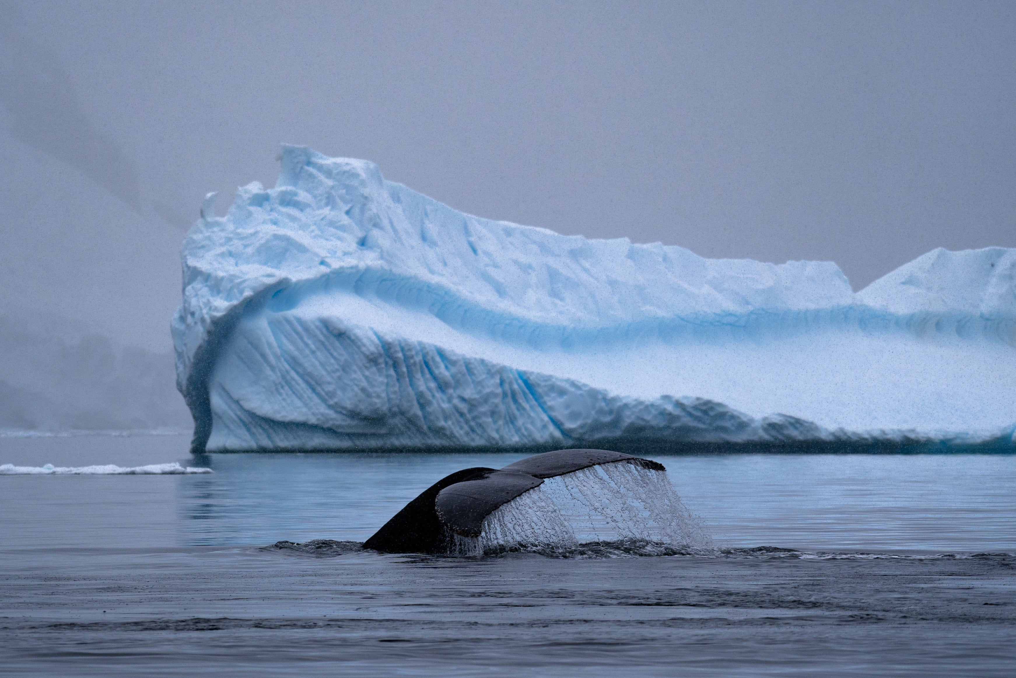Humpback Whale Tail Antarctica HD wallpaper