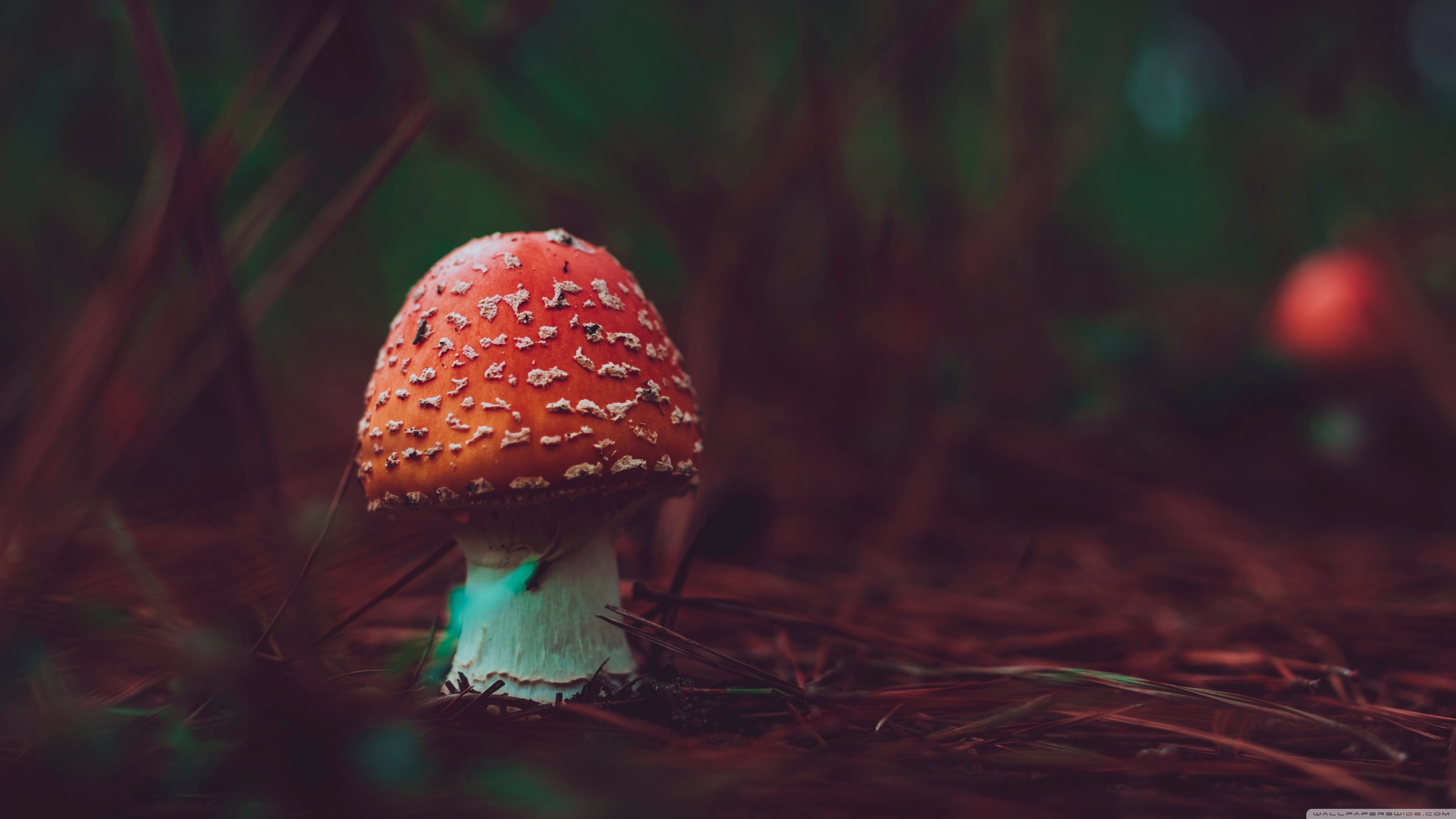 Mushroom Landscape Wallpapers  Top Free Mushroom Landscape Backgrounds   WallpaperAccess