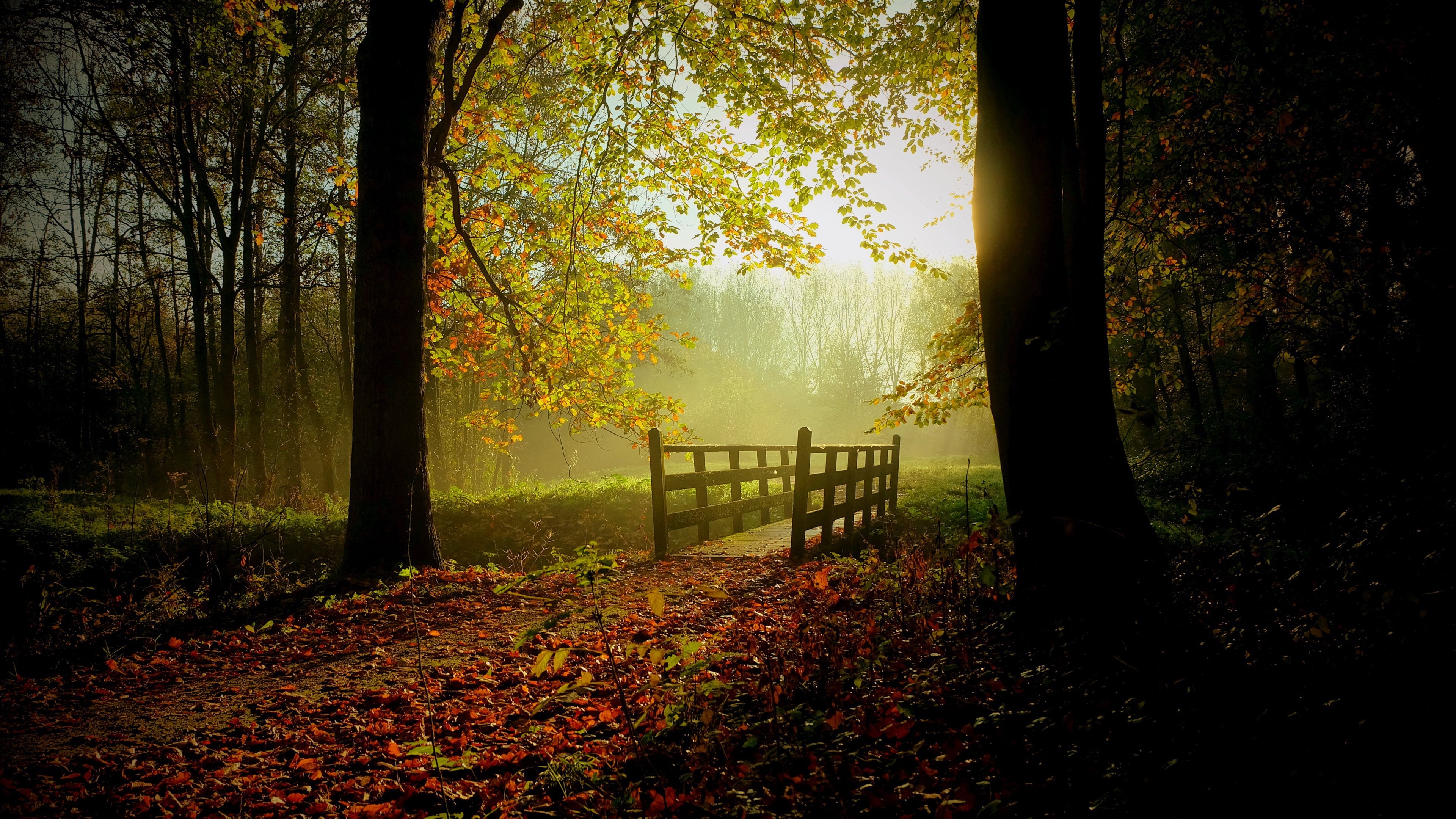 Autumn-Dark Forest With Morning Sunlight-High Definition 4K wallpaper