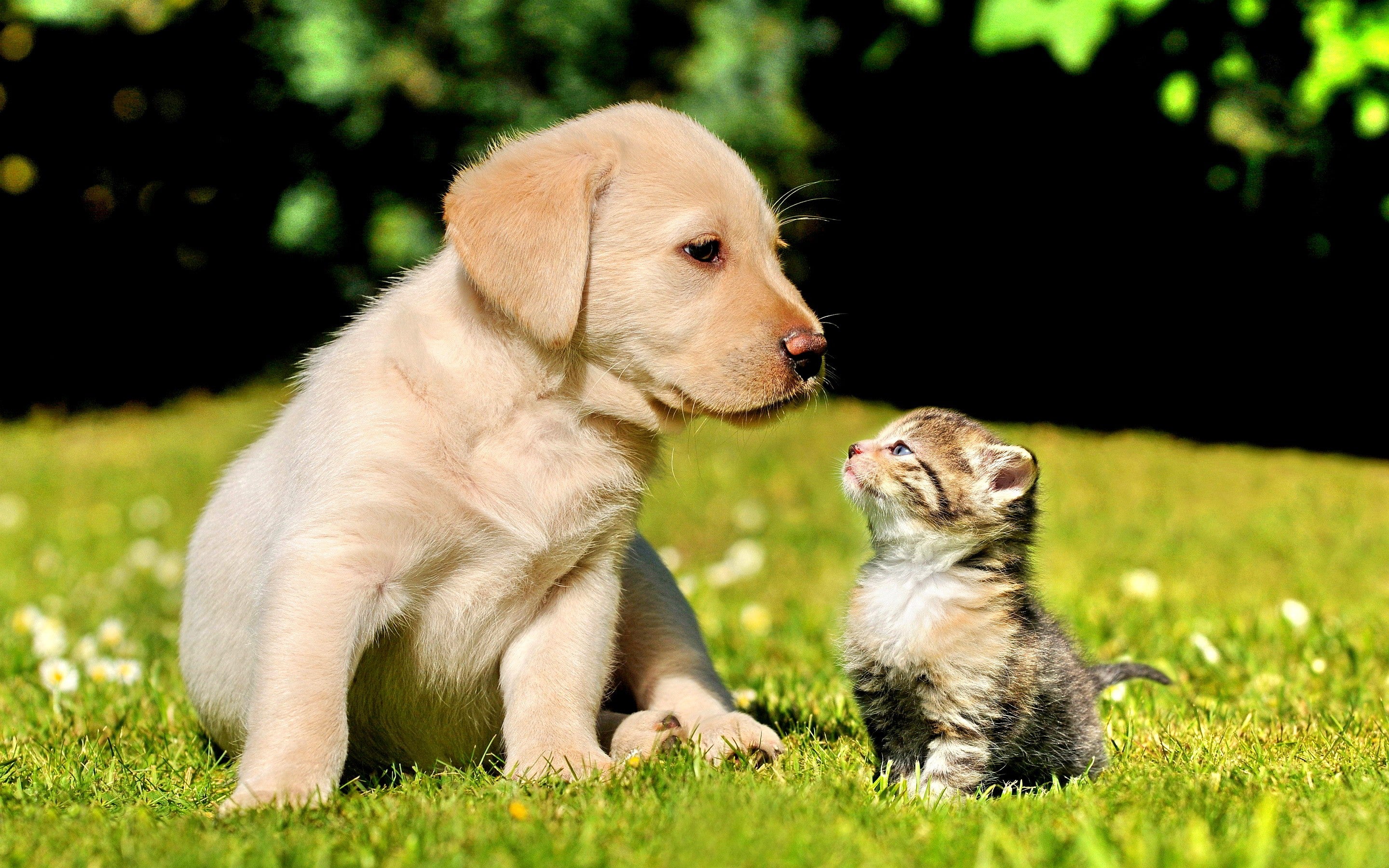 Puppy and Kitten in a Field HD wallpaper