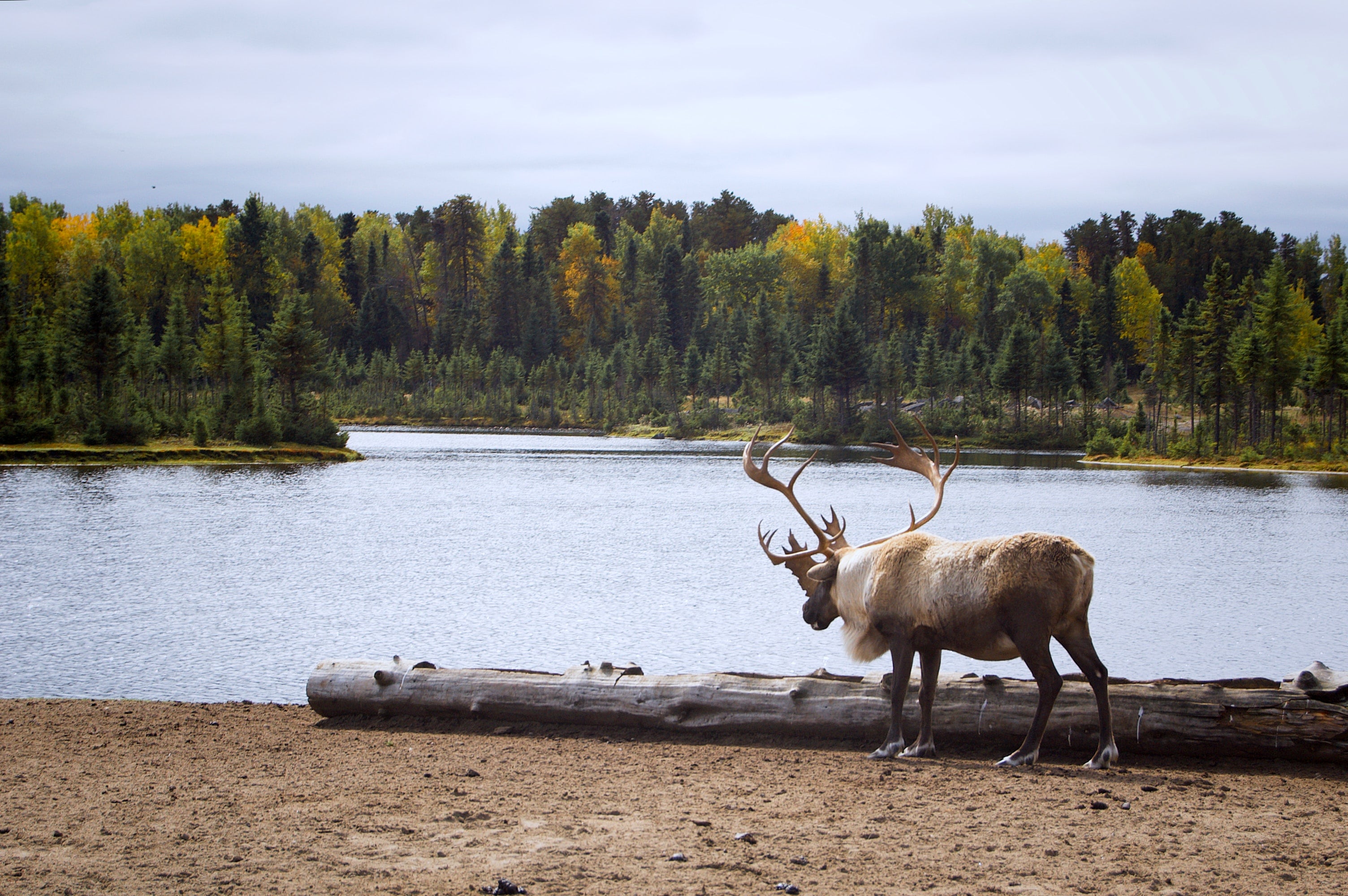 Animal Moose HD Wallpaper