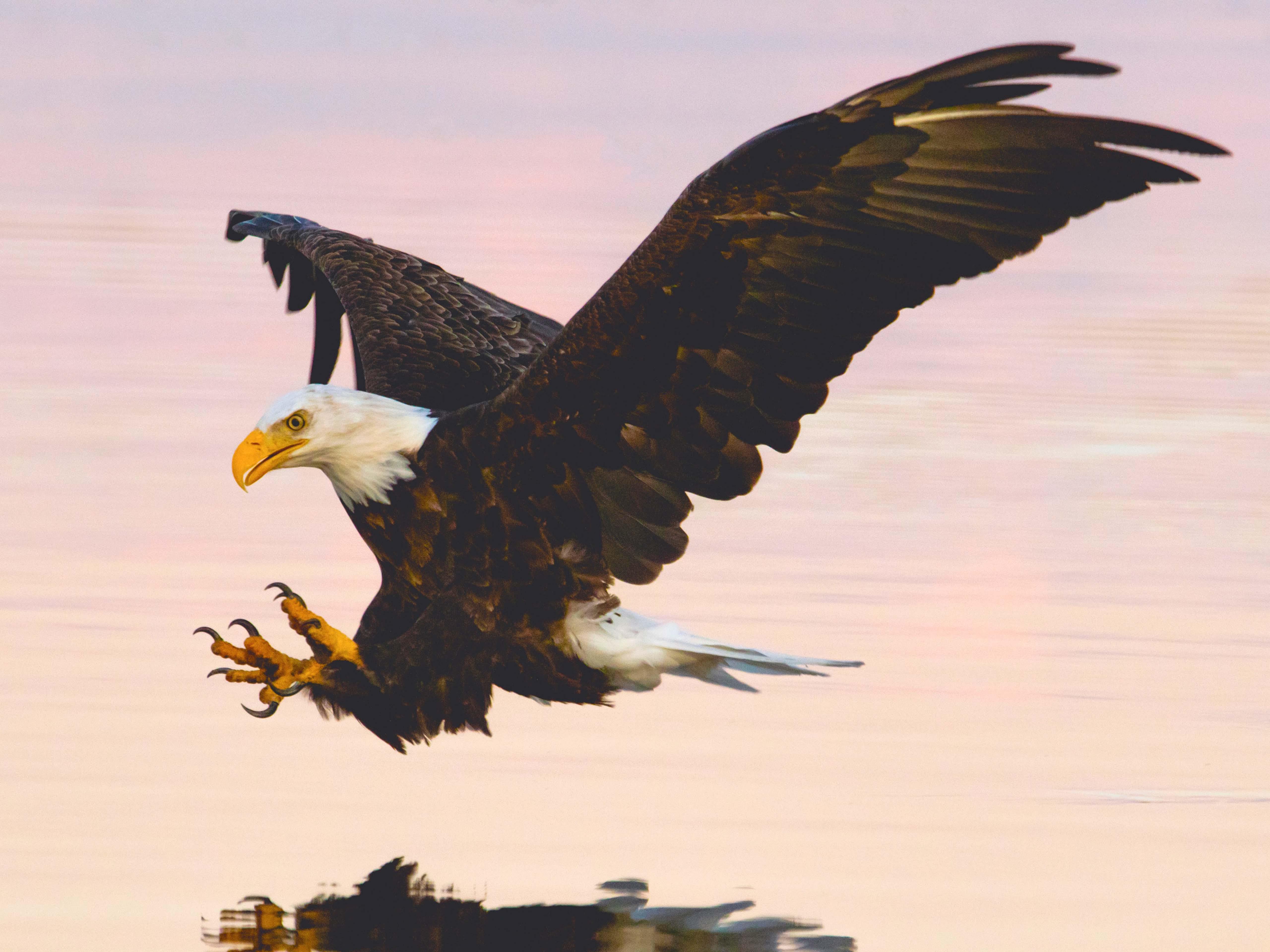 Bald Eagle With Its Talons Exposed as It Prepares to Grab Something Out of  the Water 4K wallpaper