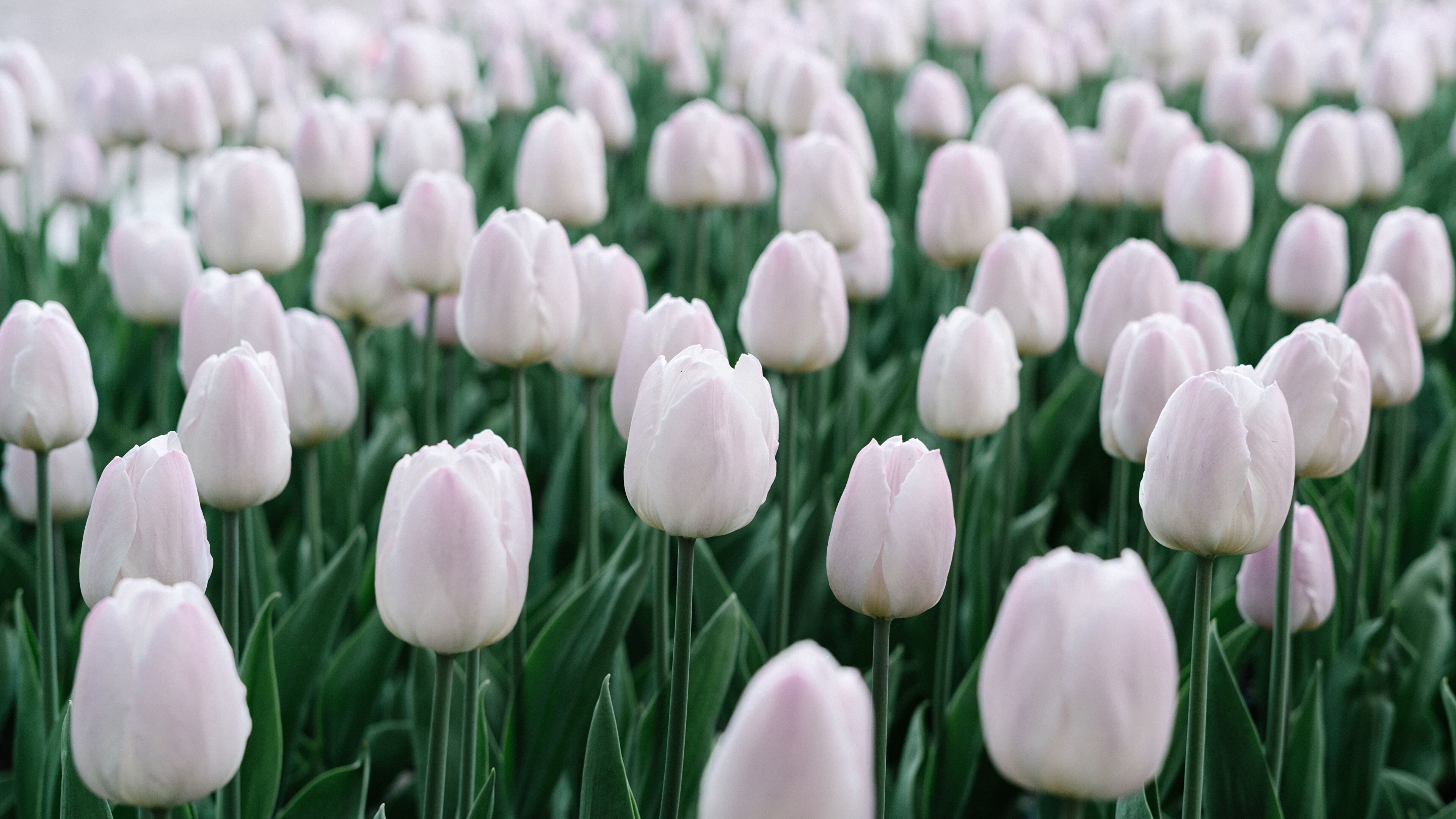 Wallpaper White tulips flowers field blue sky 1920x1200 HD Picture Image