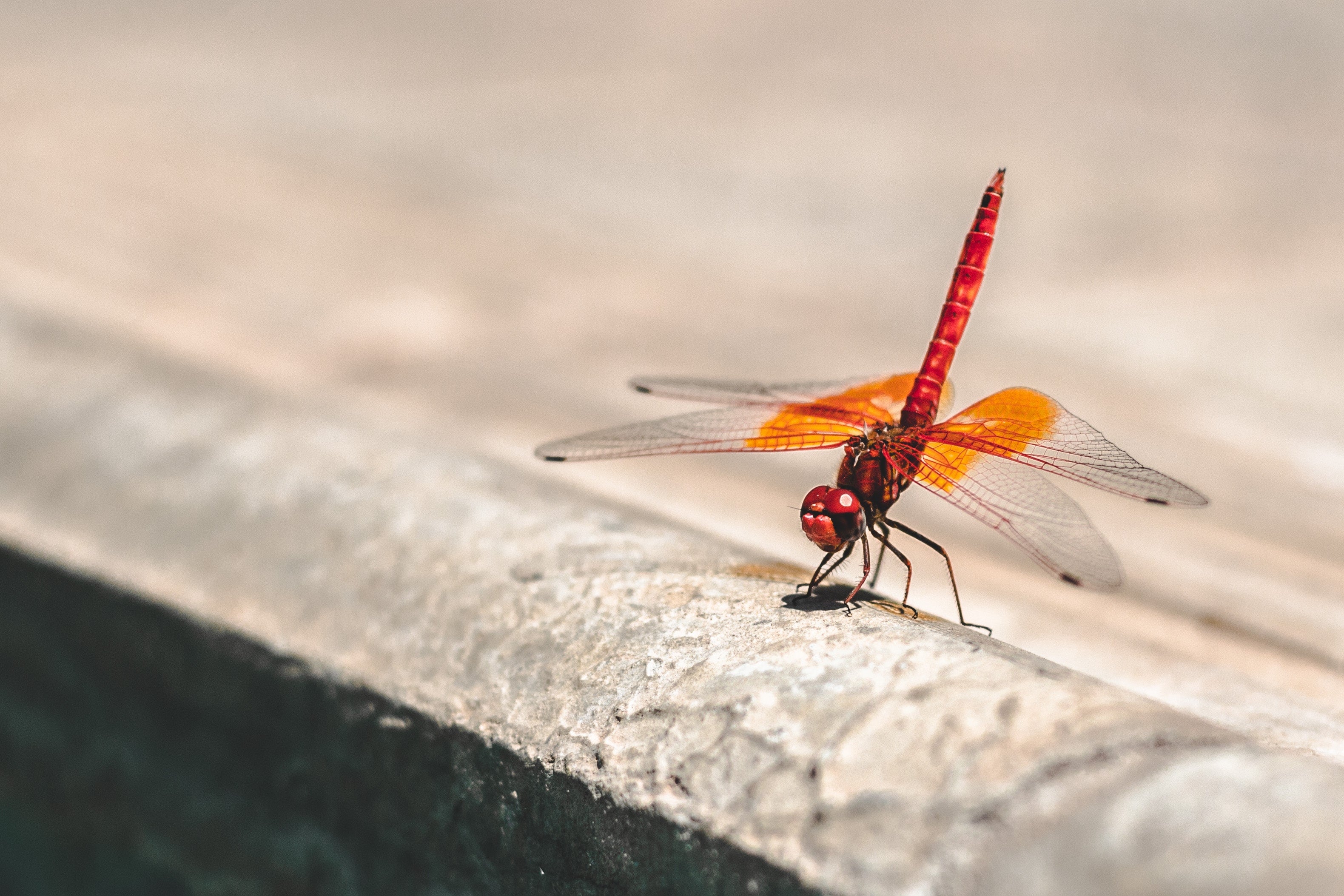 Dragonfly 4K wallpapers for your desktop or mobile screen free and easy to  download