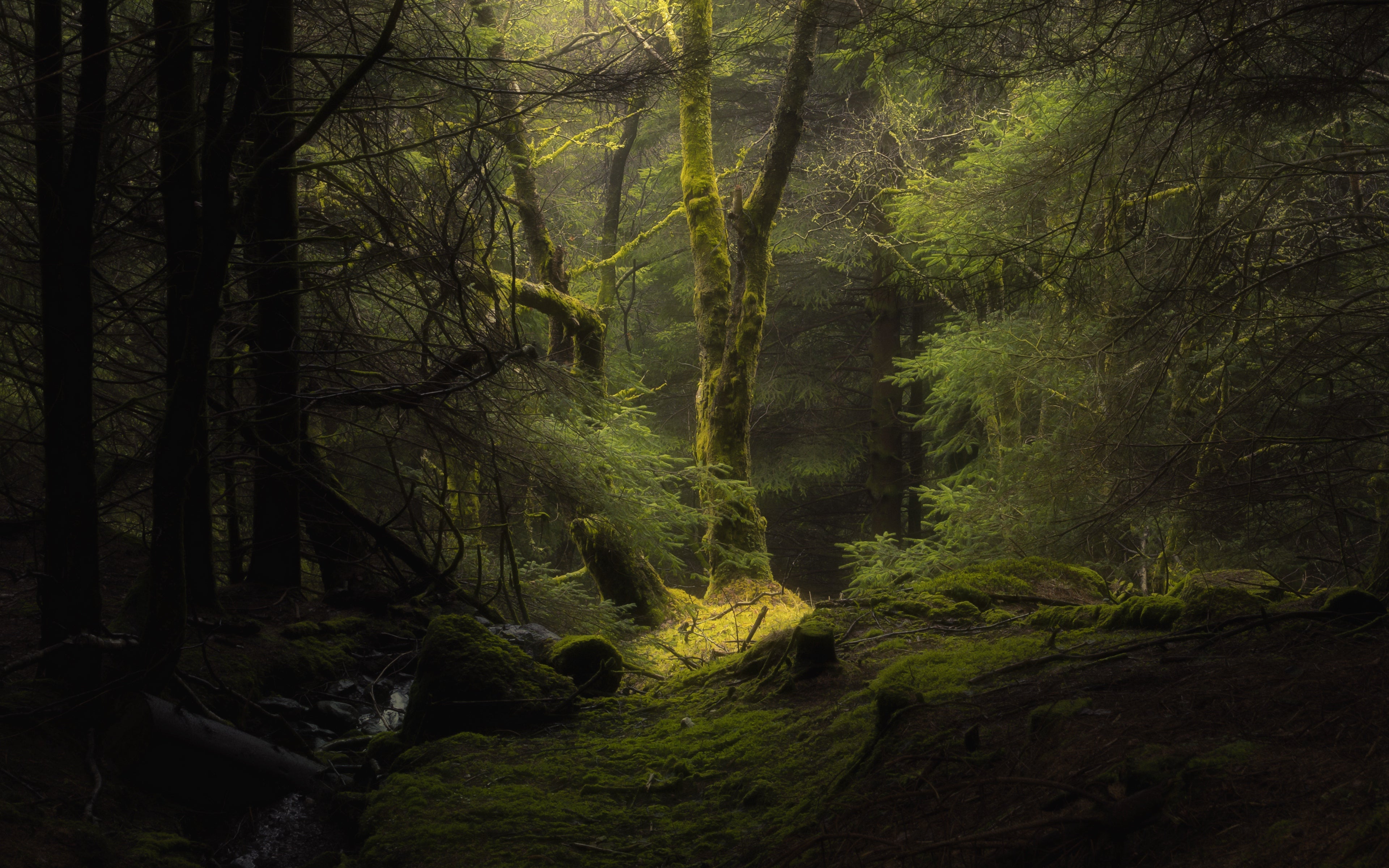forest 4K wallpapers for your desktop or mobile screen free and easy to