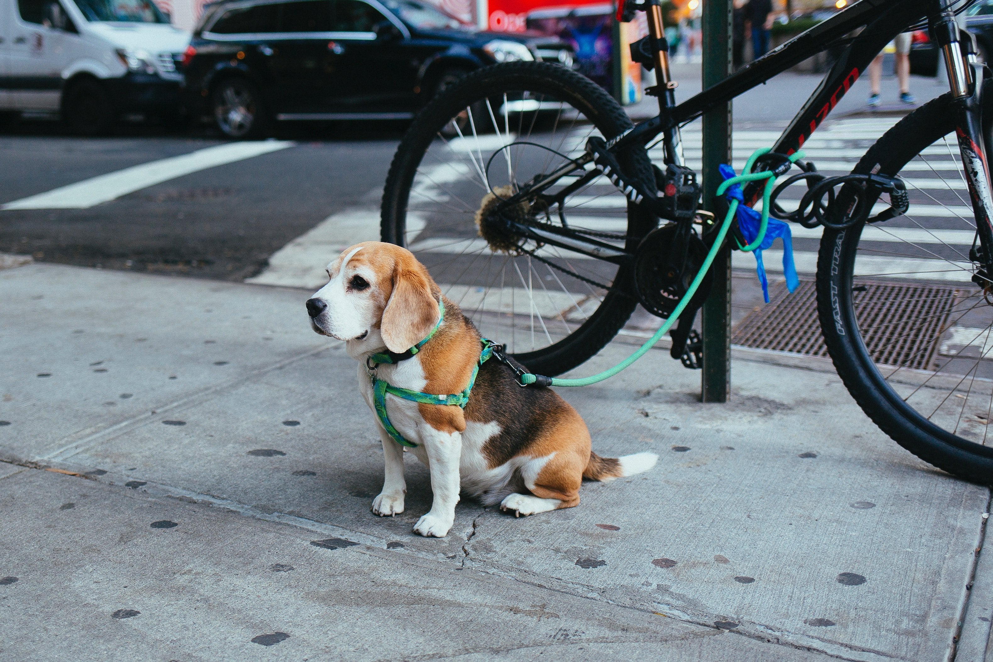 Beagle 4K wallpapers for your desktop or mobile screen free and easy to  download