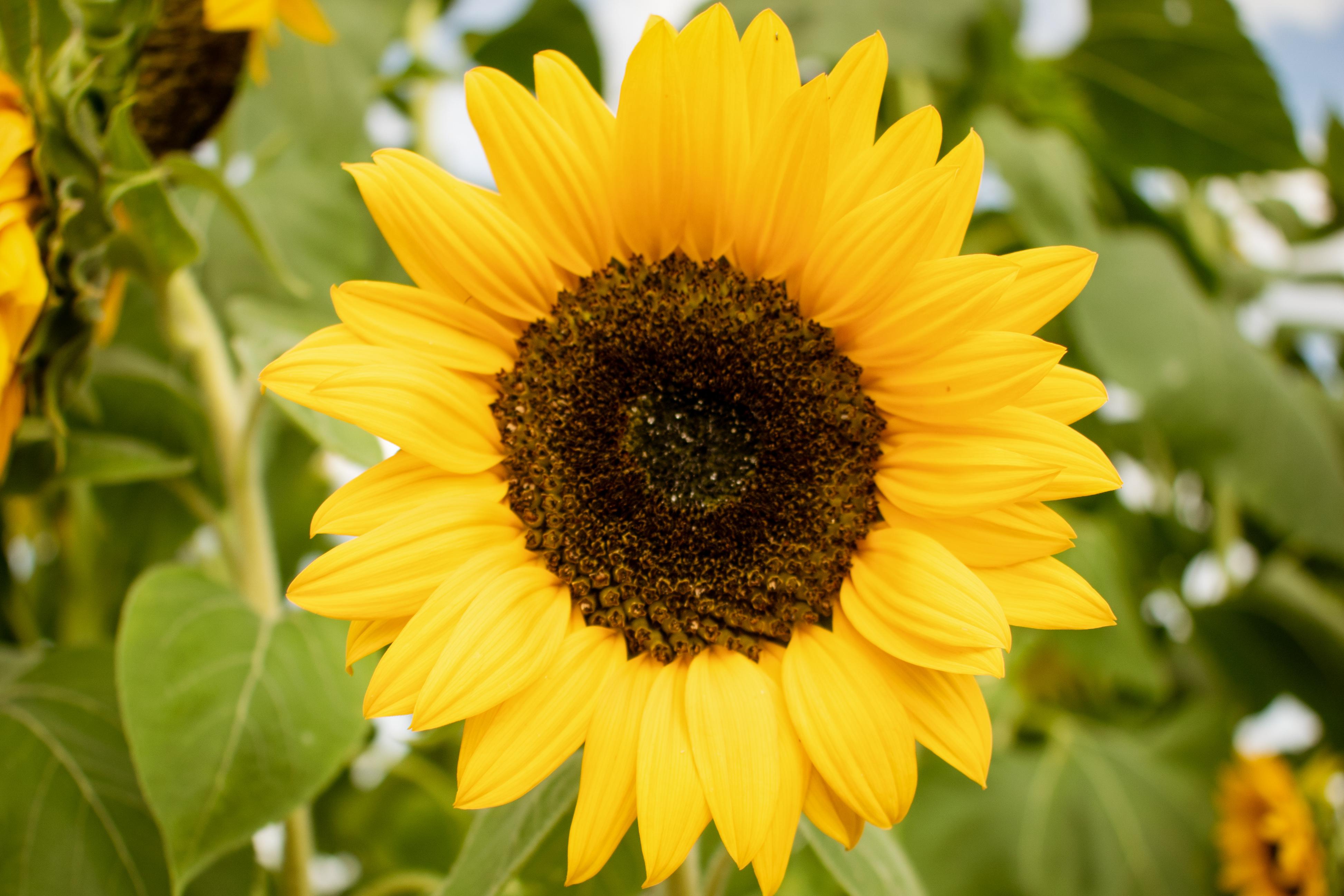 Sunflower 4k Wallpapers For Your Desktop Or Mobile Screen Free And