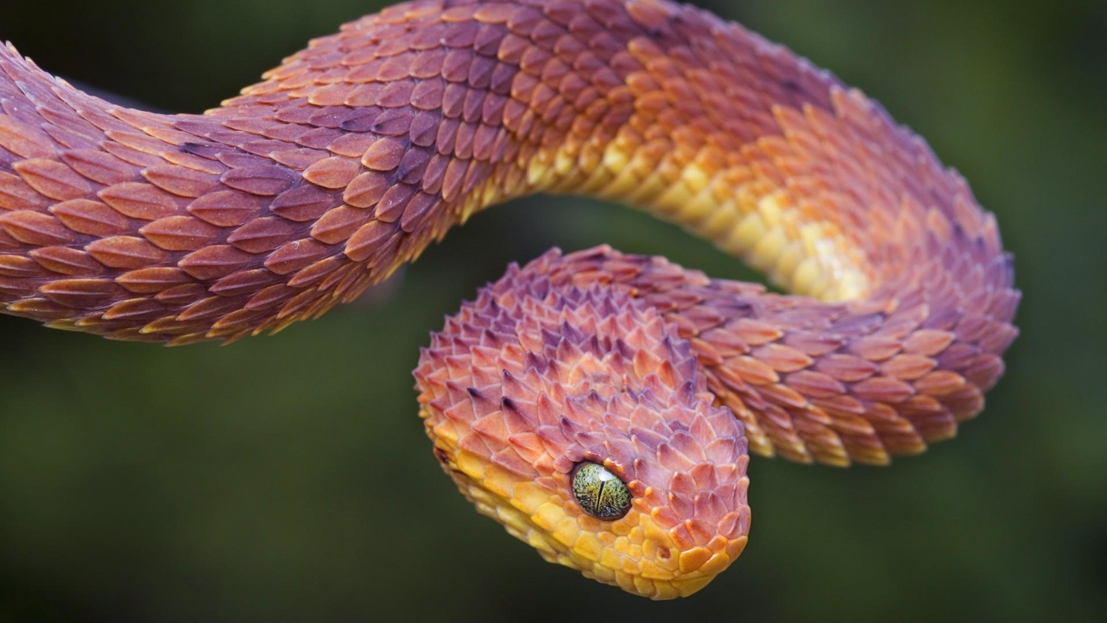 Snake 4K wallpapers for your desktop or mobile screen free and easy to  download