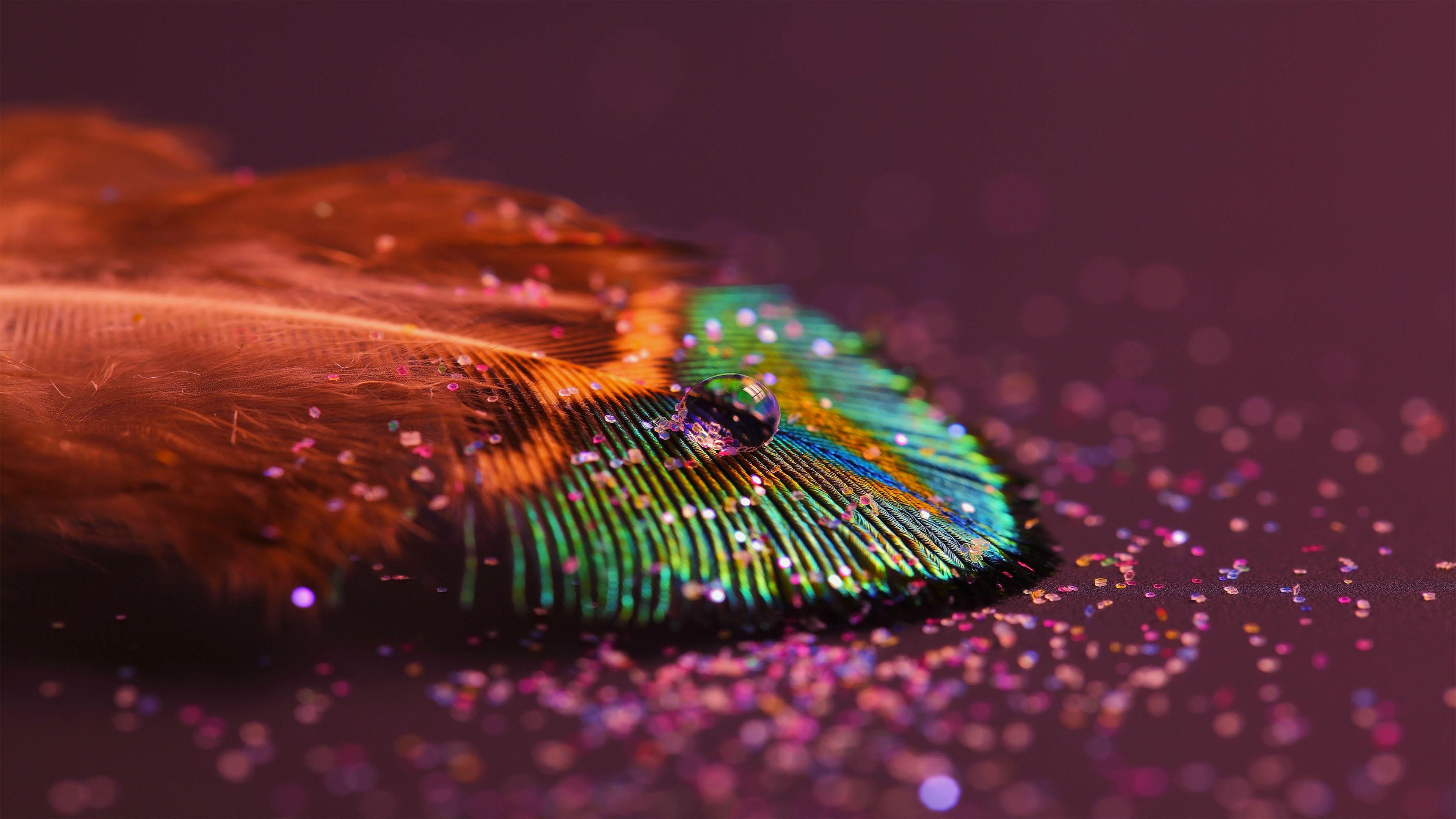 Peacock Feather 4K wallpaper