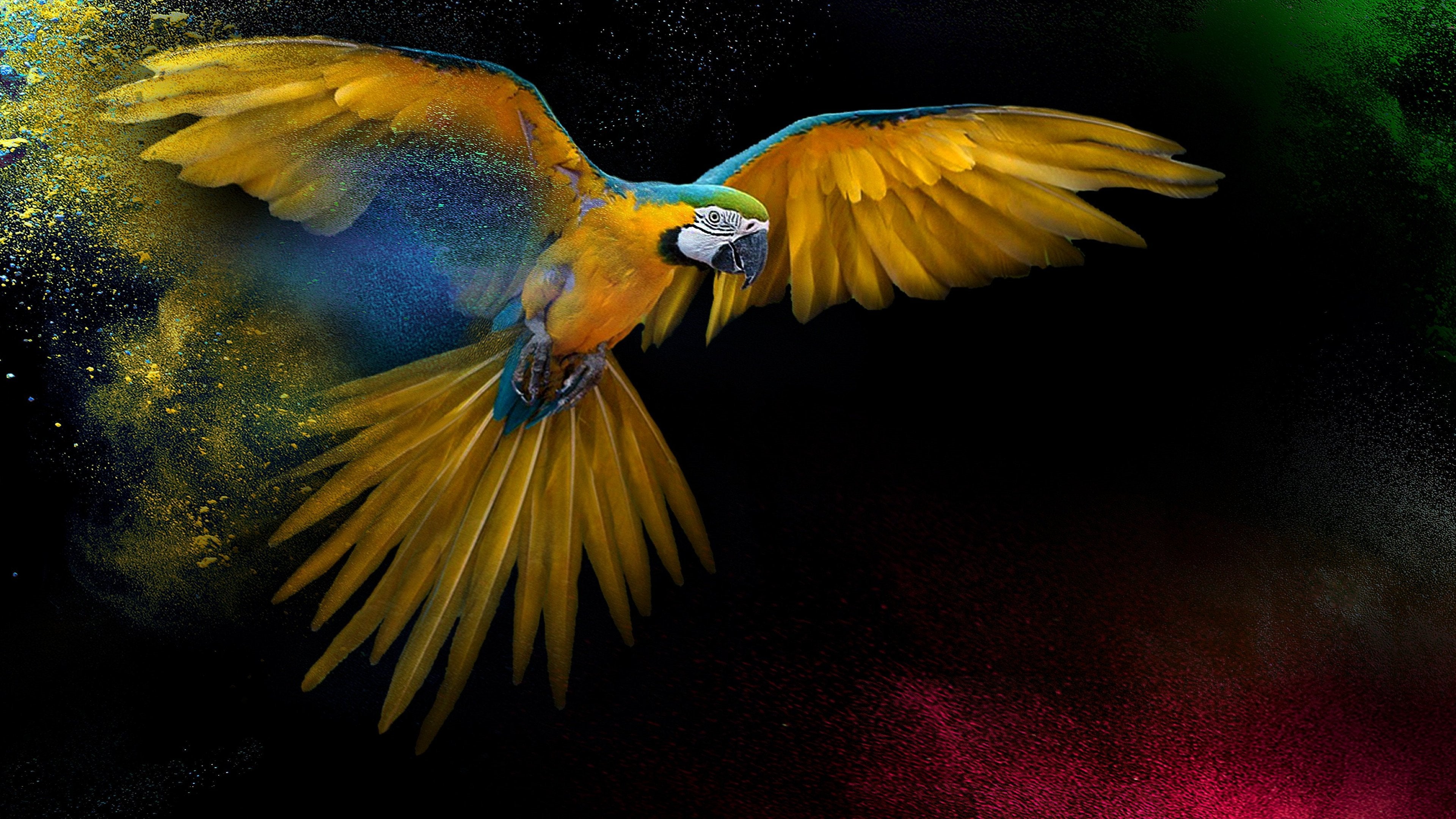 Parrot 4K wallpapers for your desktop or mobile screen free and easy to  download