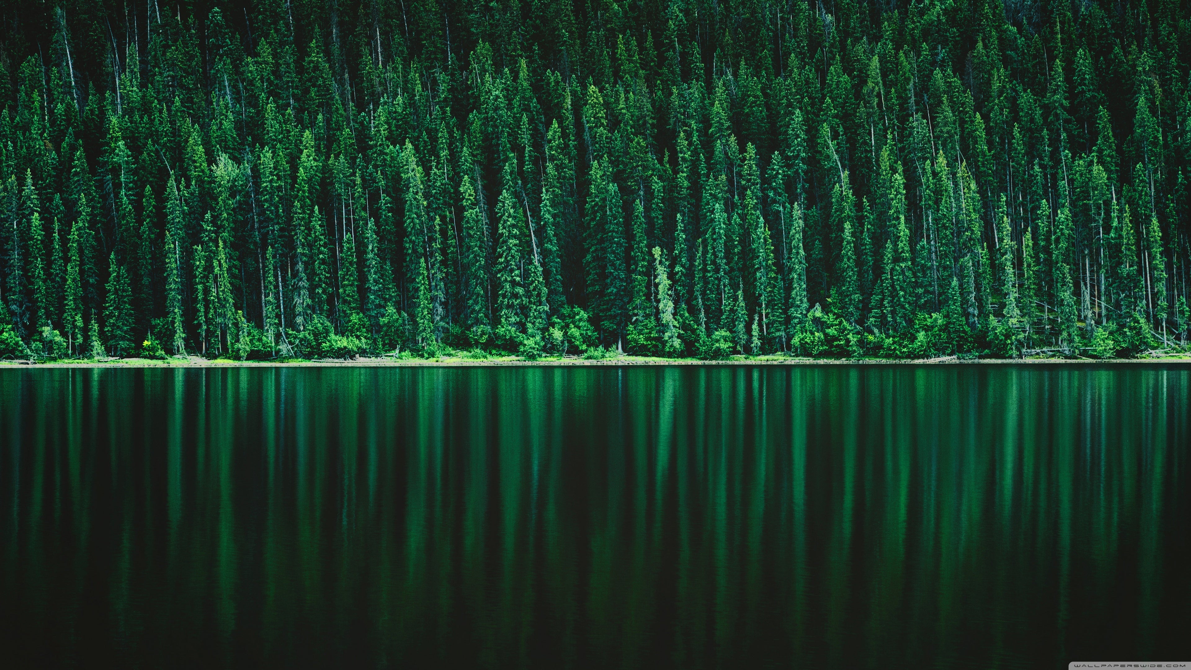 forest 4K wallpapers for your desktop or mobile screen free and easy to