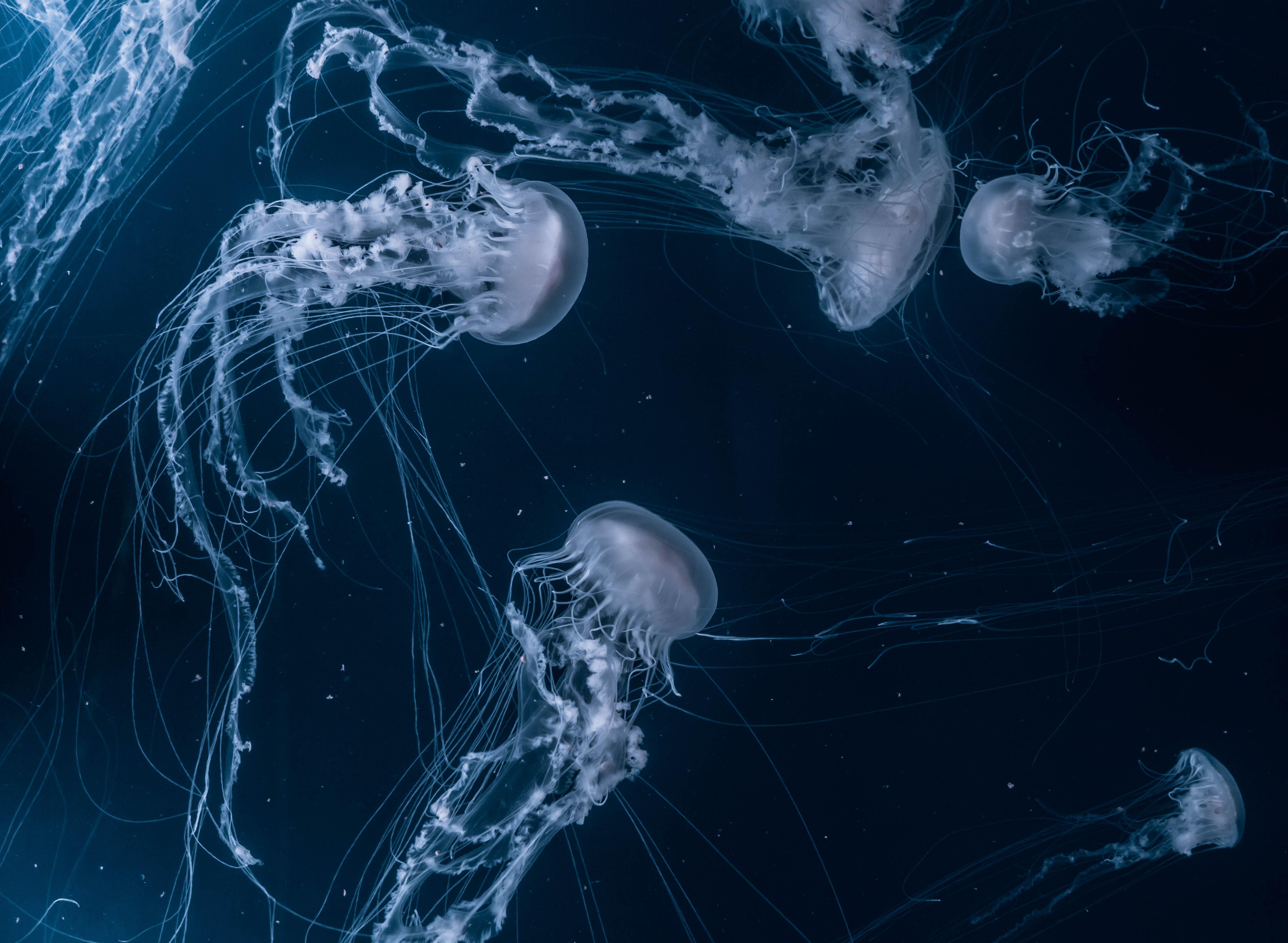 Jellyfish Wallpaper Concepts  Desktop  Ubuntu Community Hub