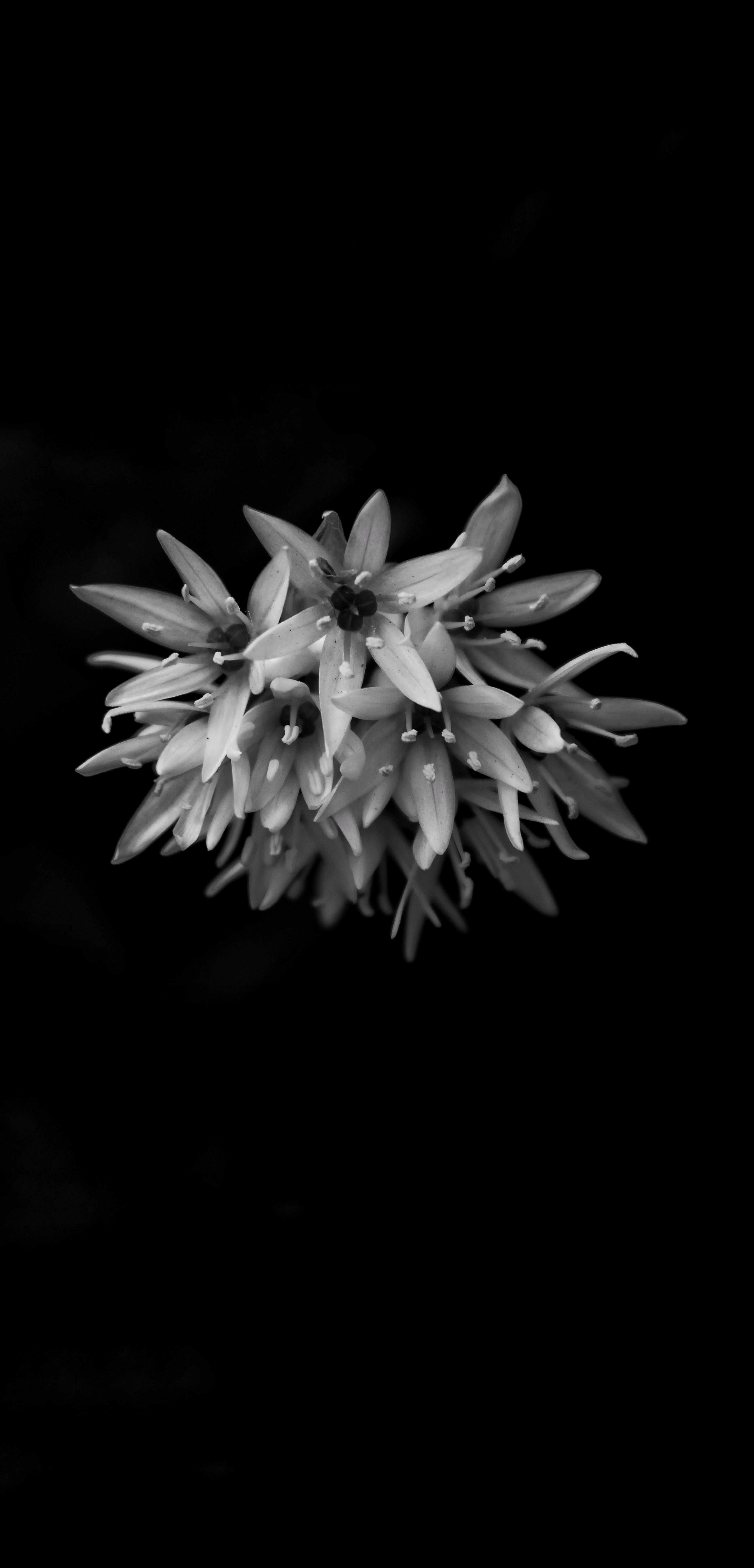 Black and White Photo of Flowers for Smartphones HD wallpaper