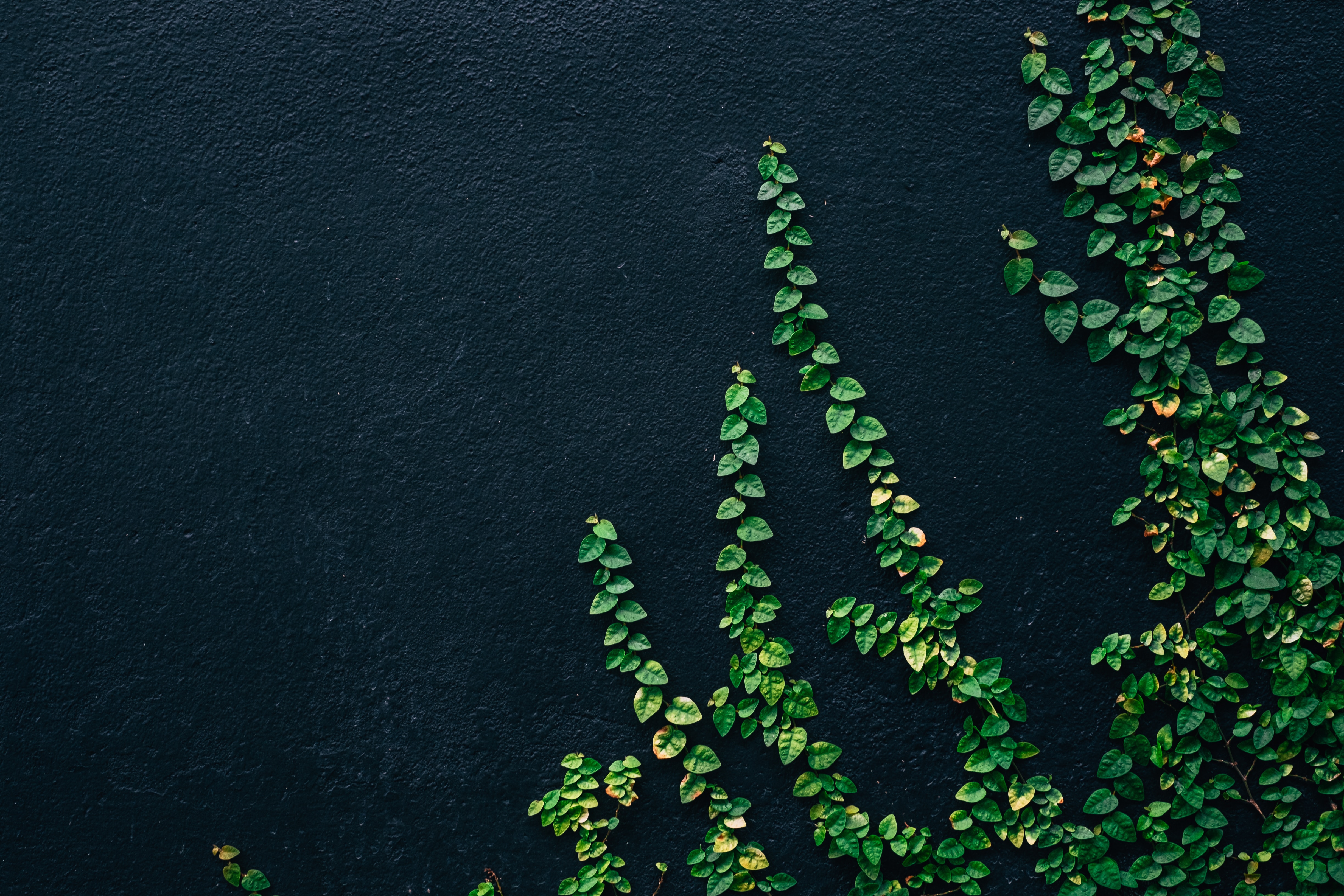 Vines 4K wallpapers for your desktop or mobile screen free and easy to  download